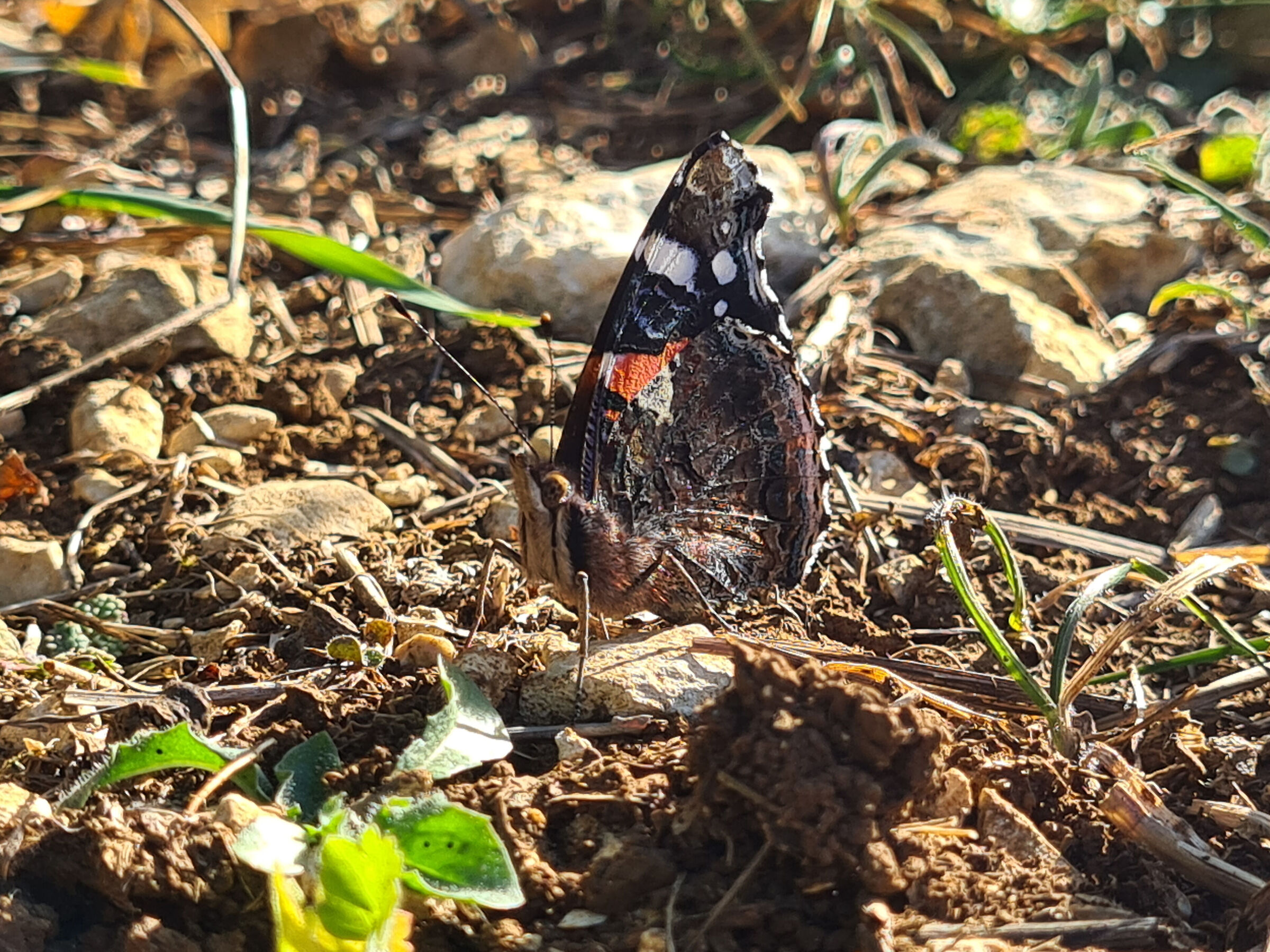 ButterflyBlackOrange