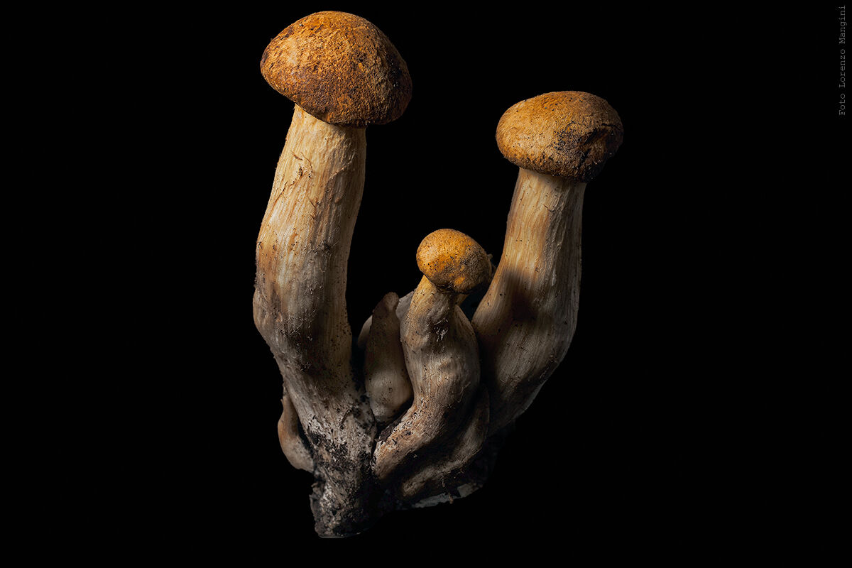 Gymnophilus Ventricosus, year 2021