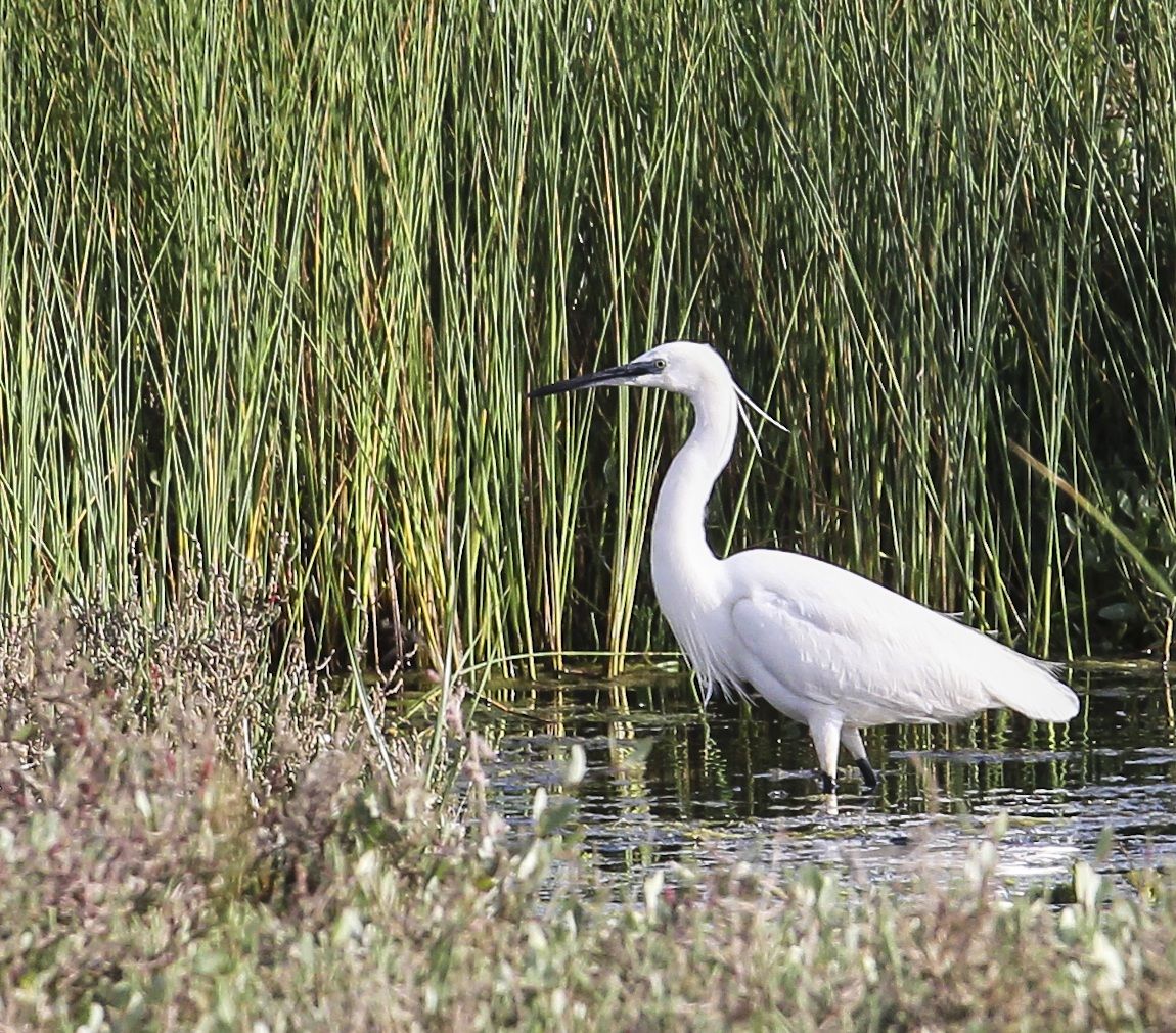 Egrets (Egretta egret)
