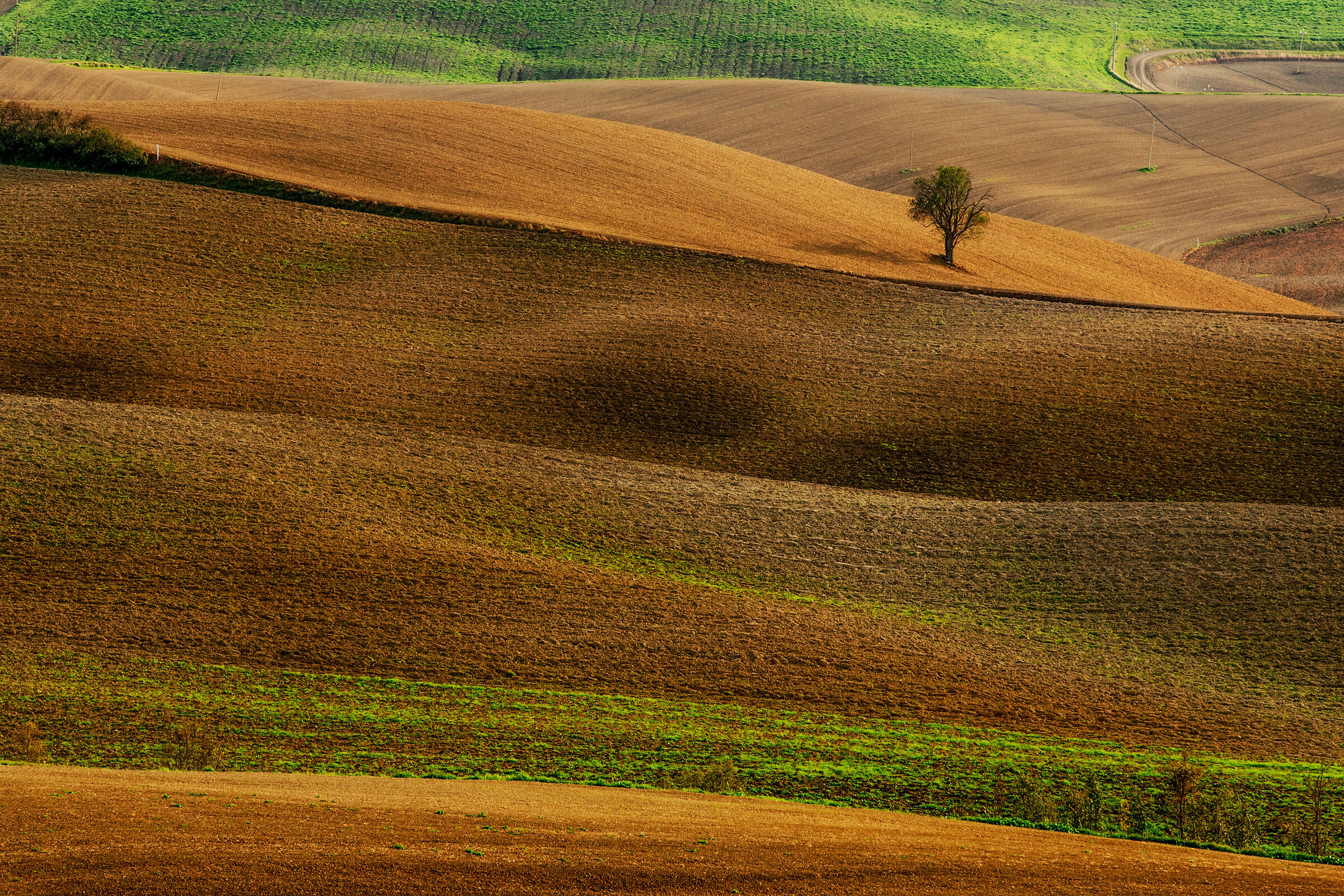 l'albero...
