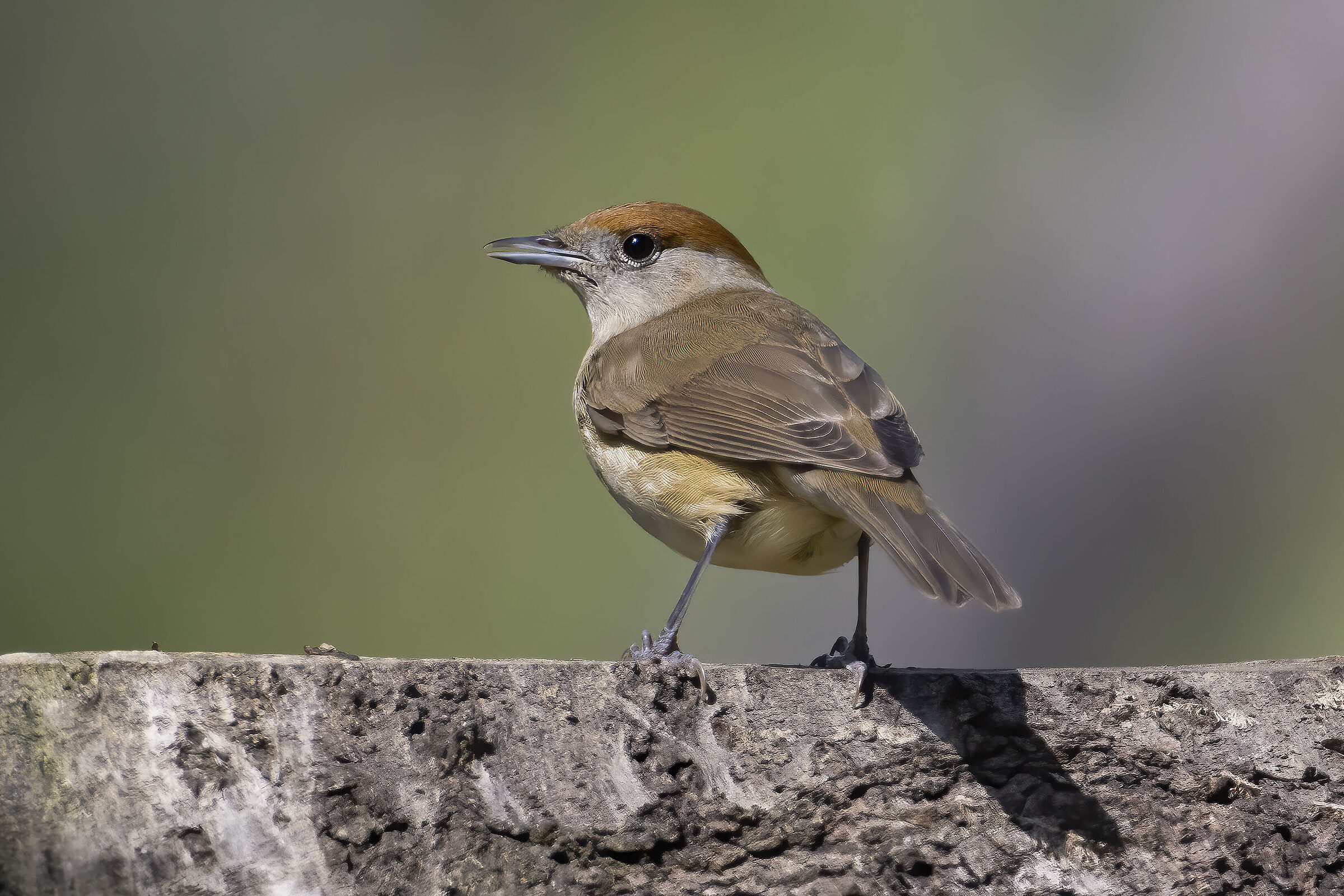 blackcap