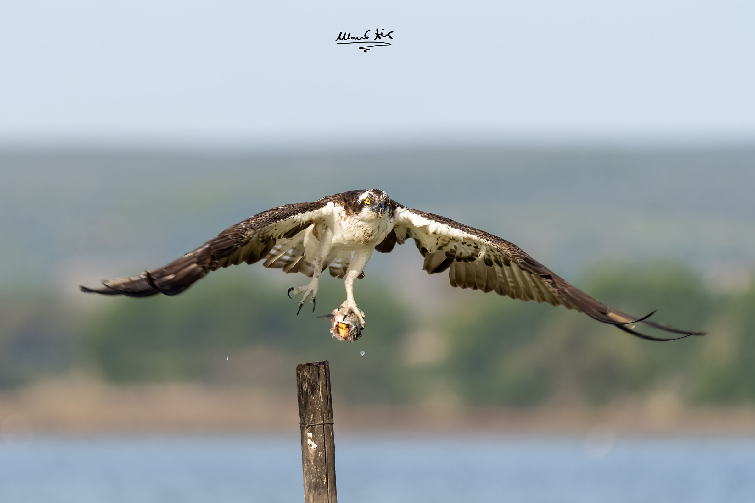 Falco pescatore