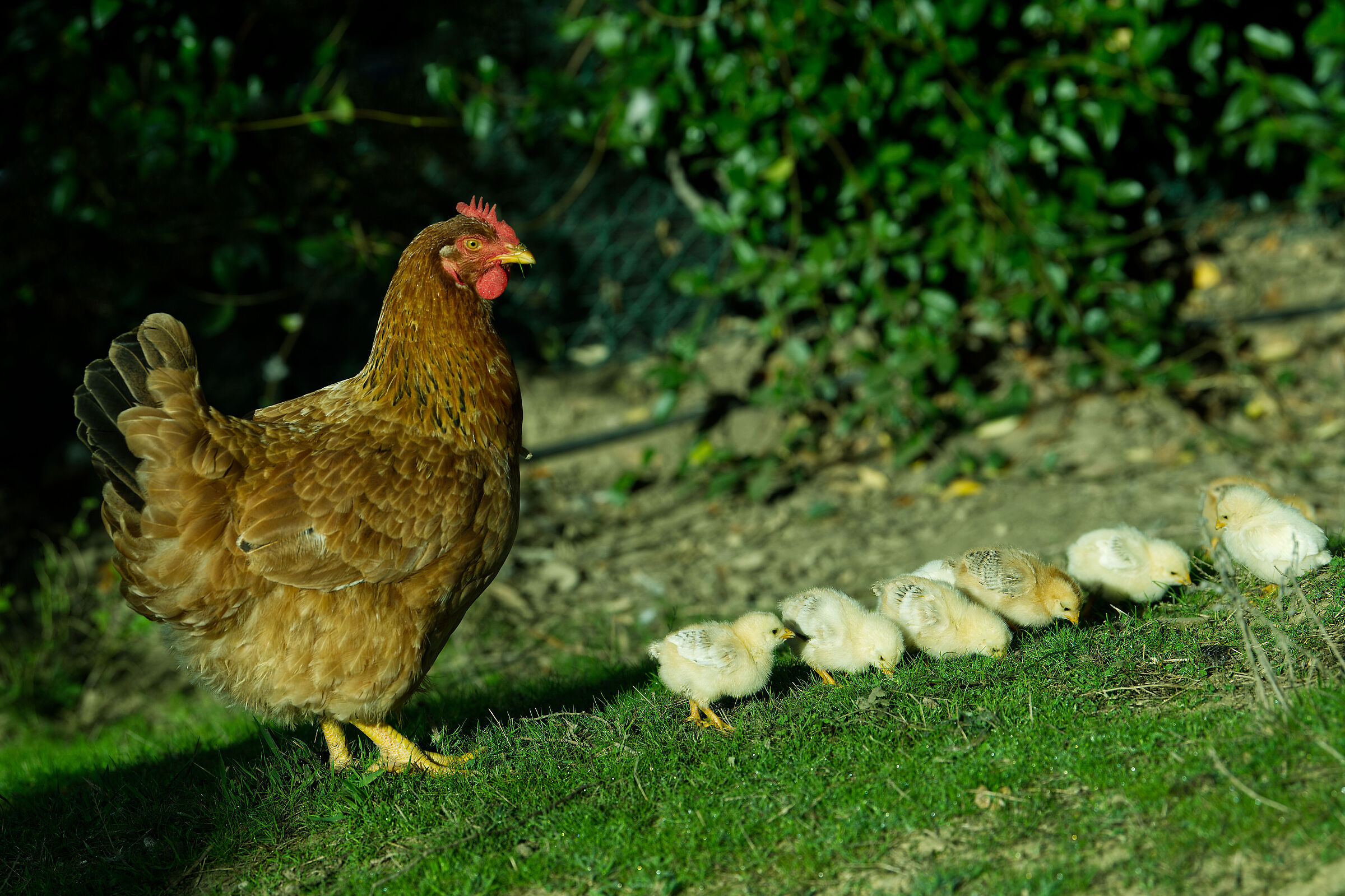 Mrs. Lina and her offspring...