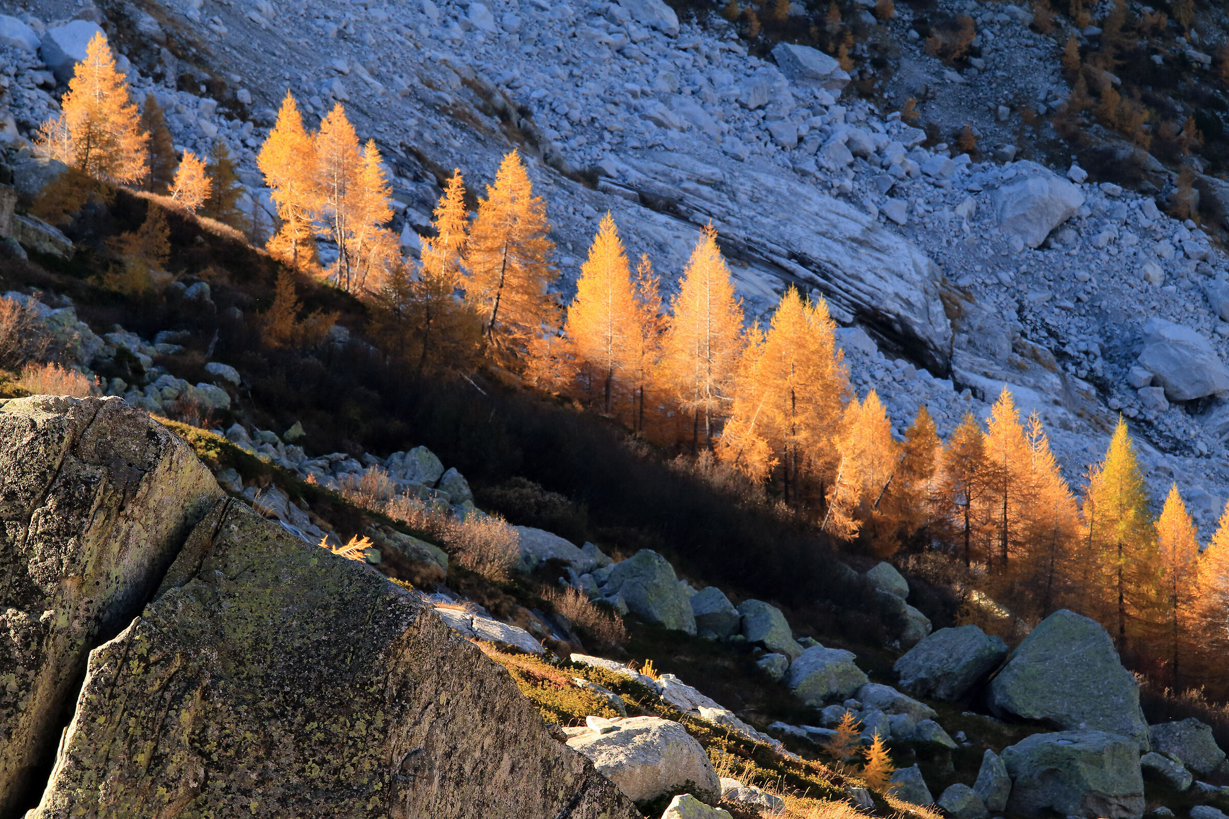 the larches of the "Sciora"