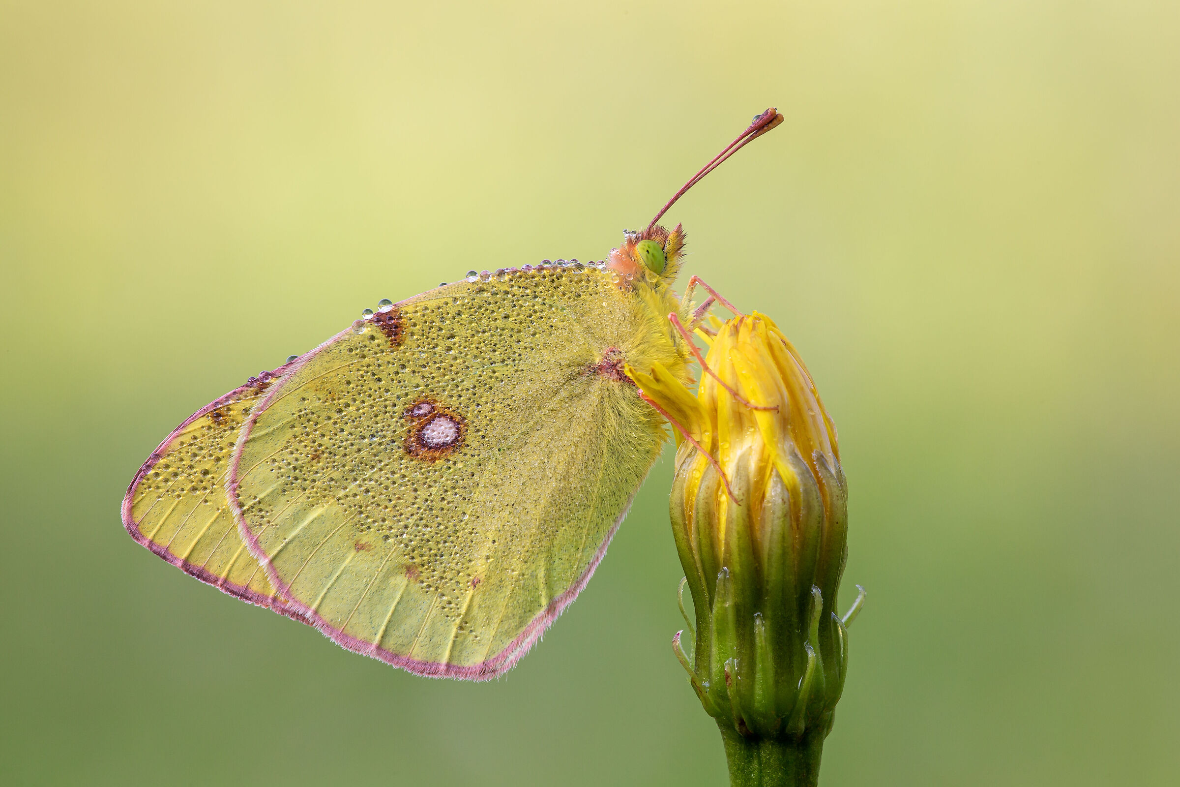Colias crocea