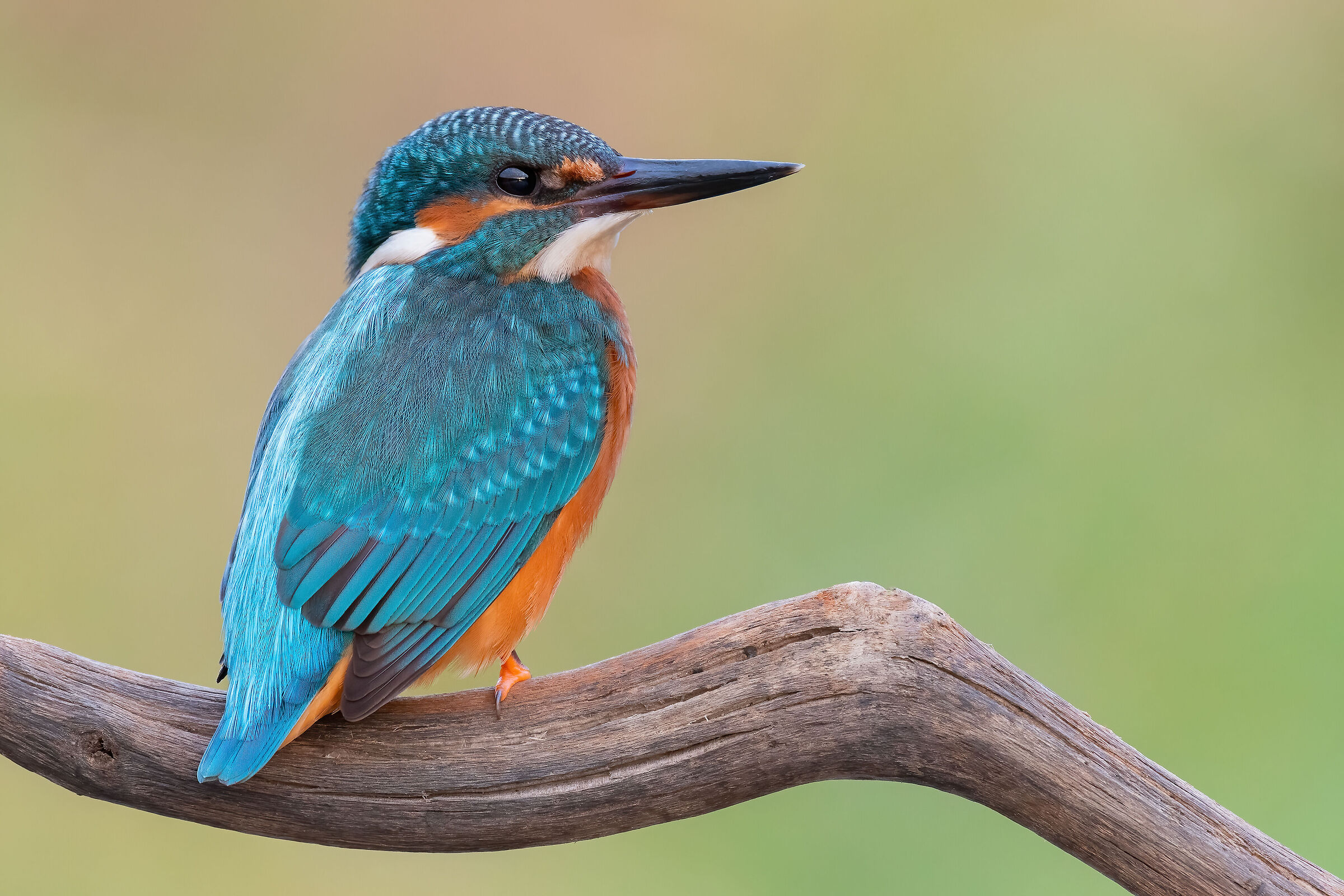 Alcedo atthis
