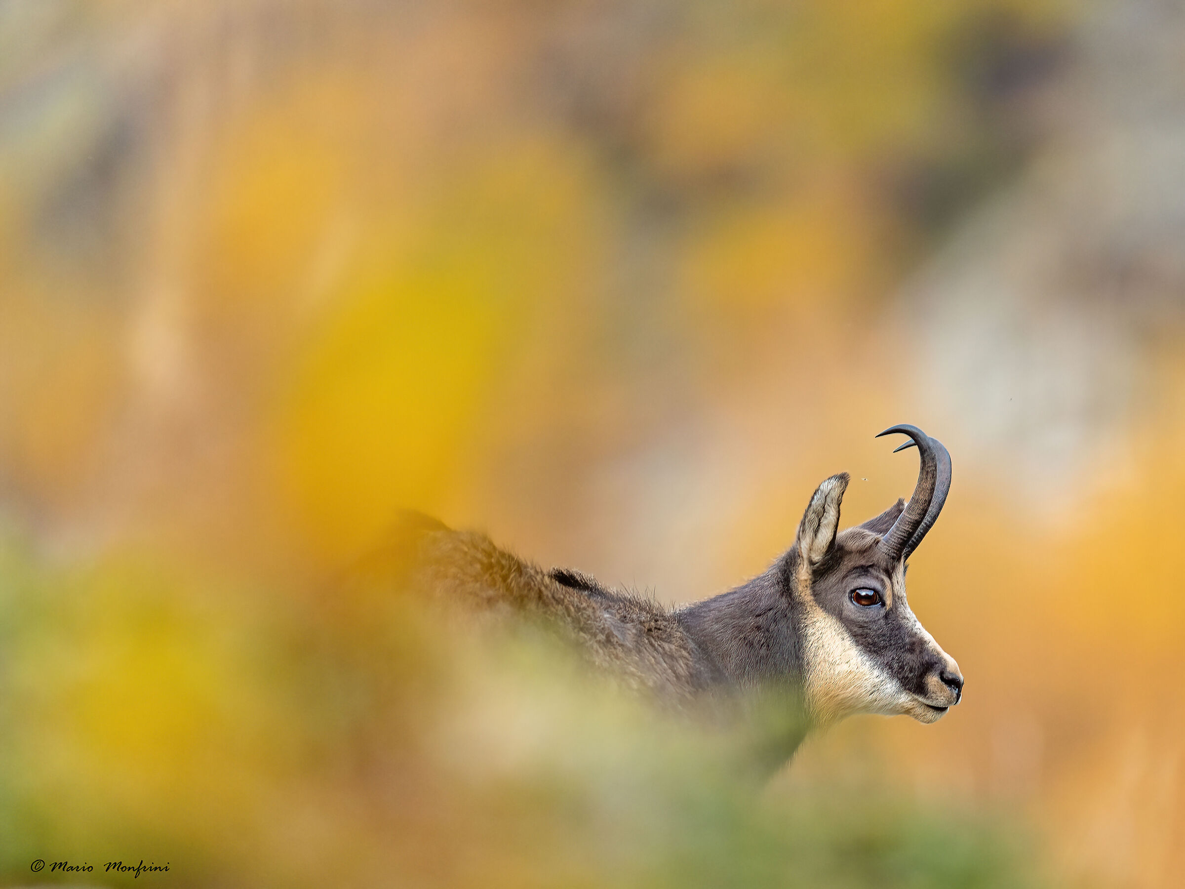 chamois, autumn and a pinch of poetry