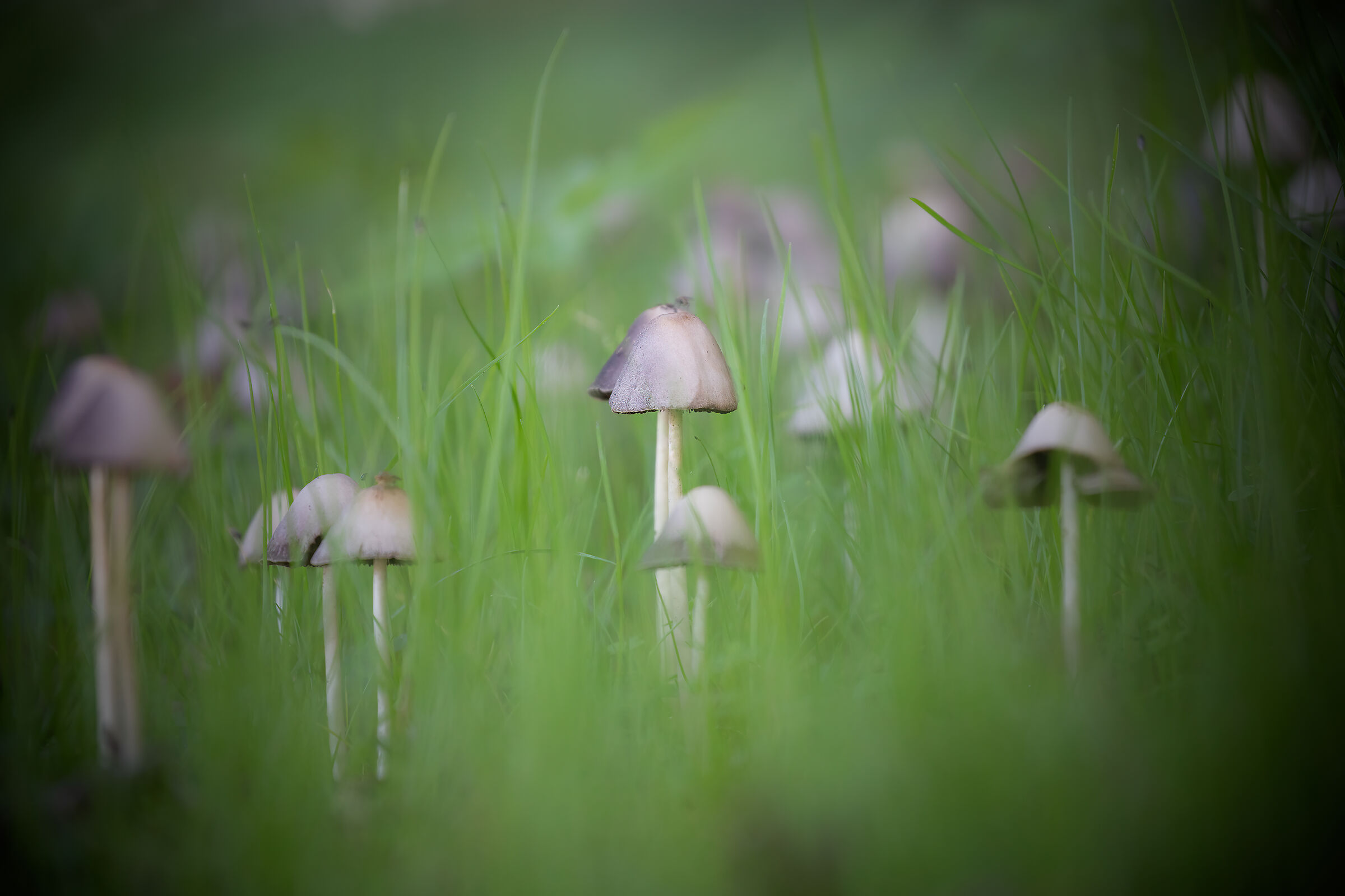 inaspettati tra l'erba