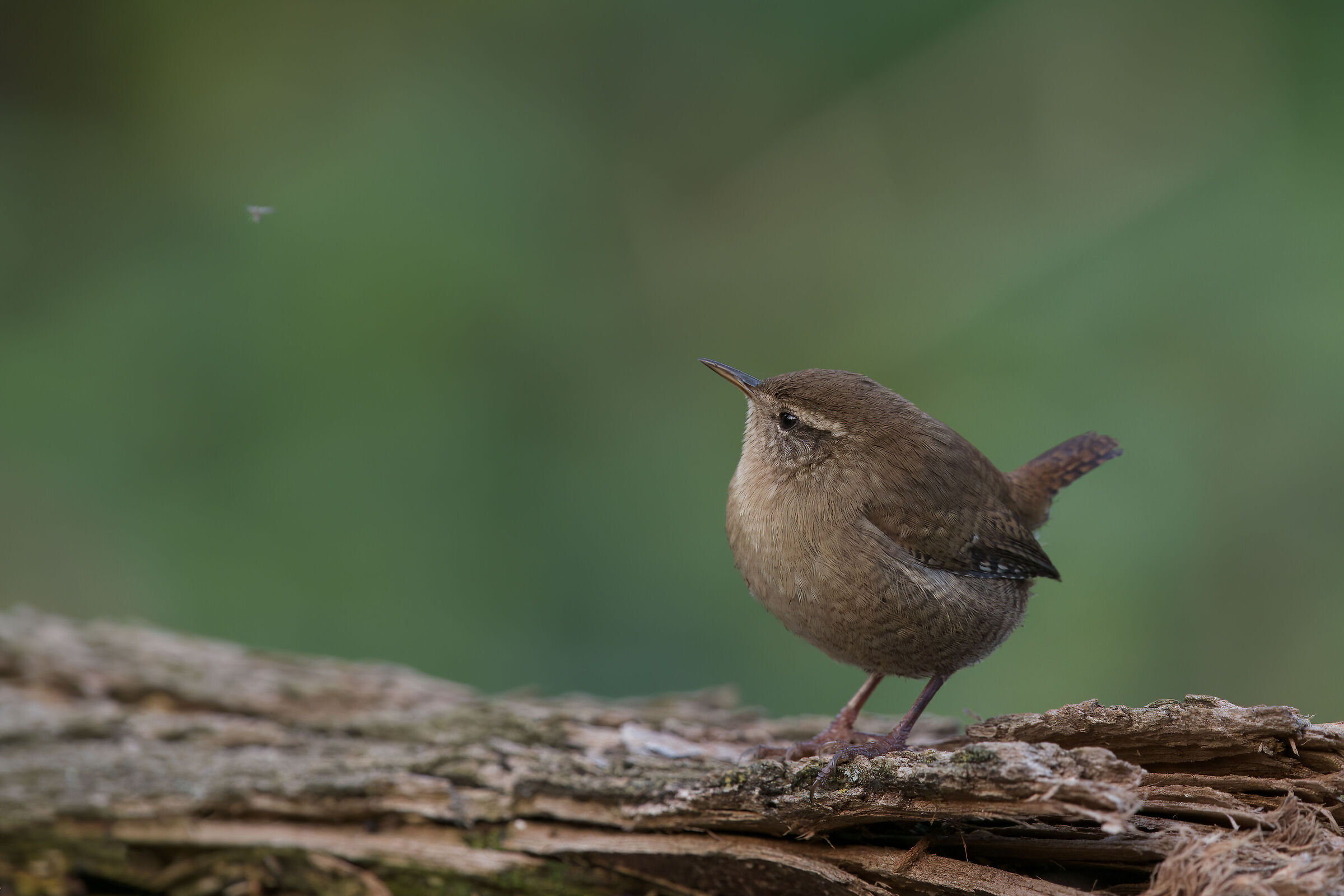 Wren
