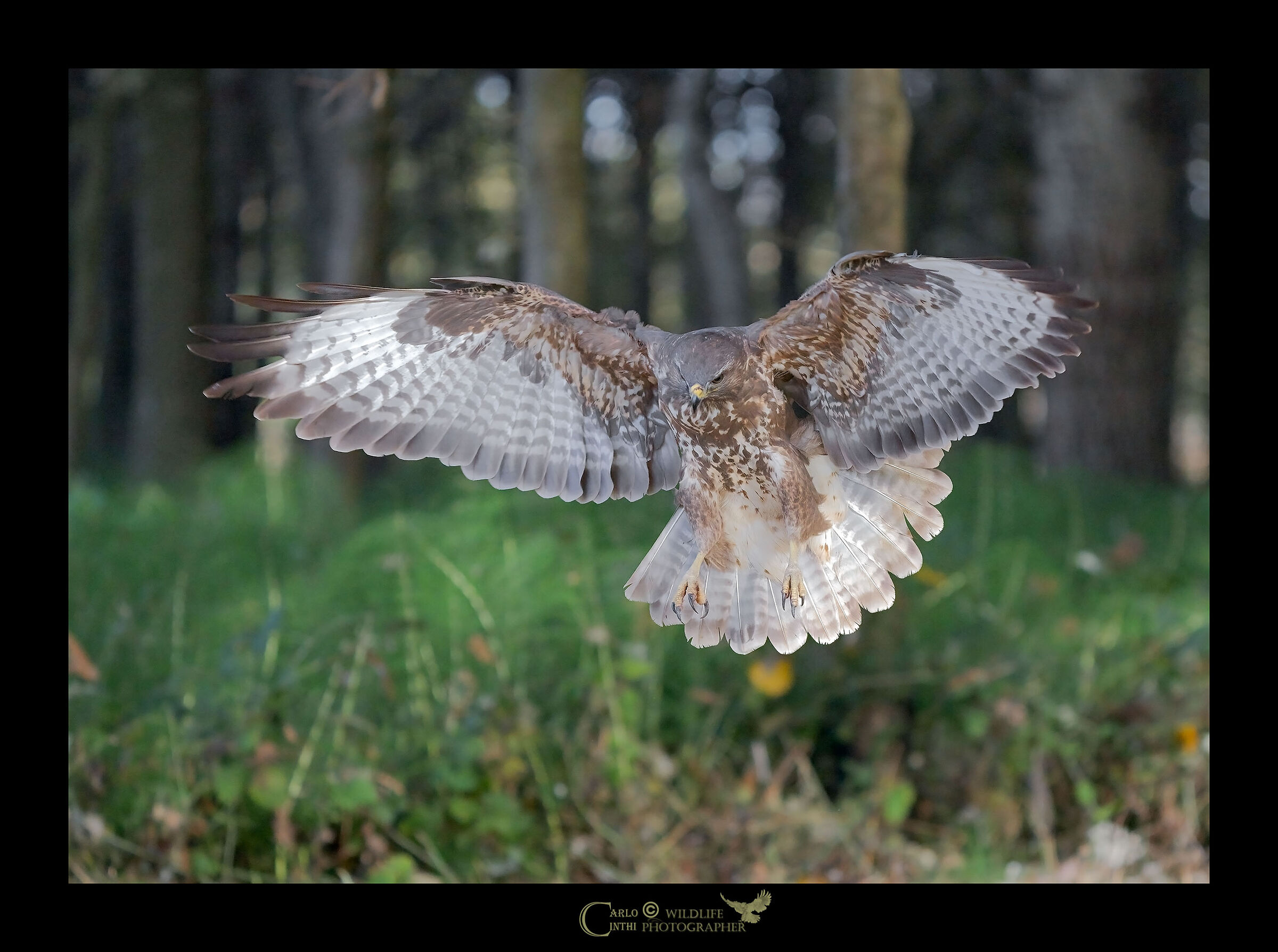 Buzzard