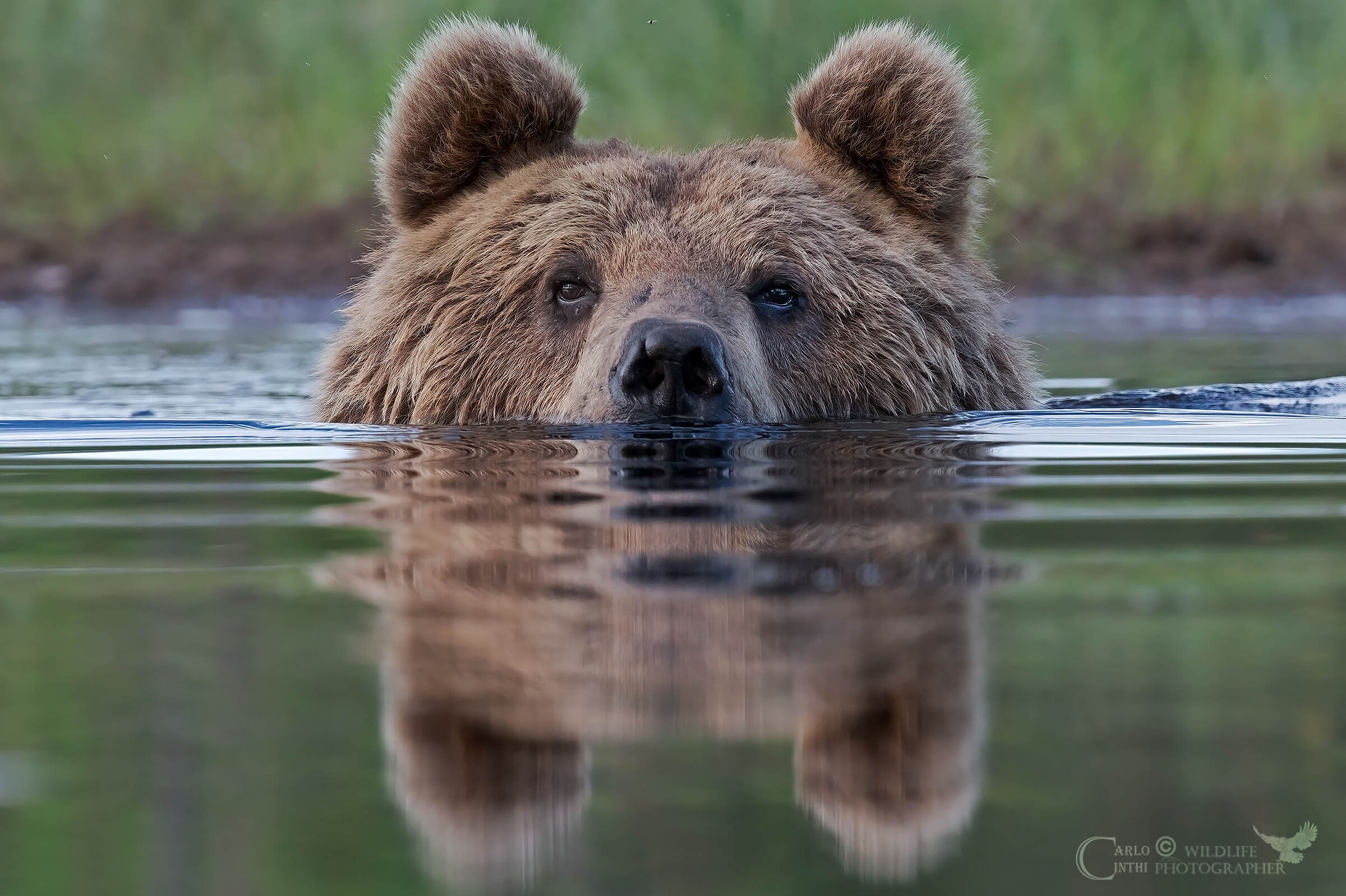 Brown bear