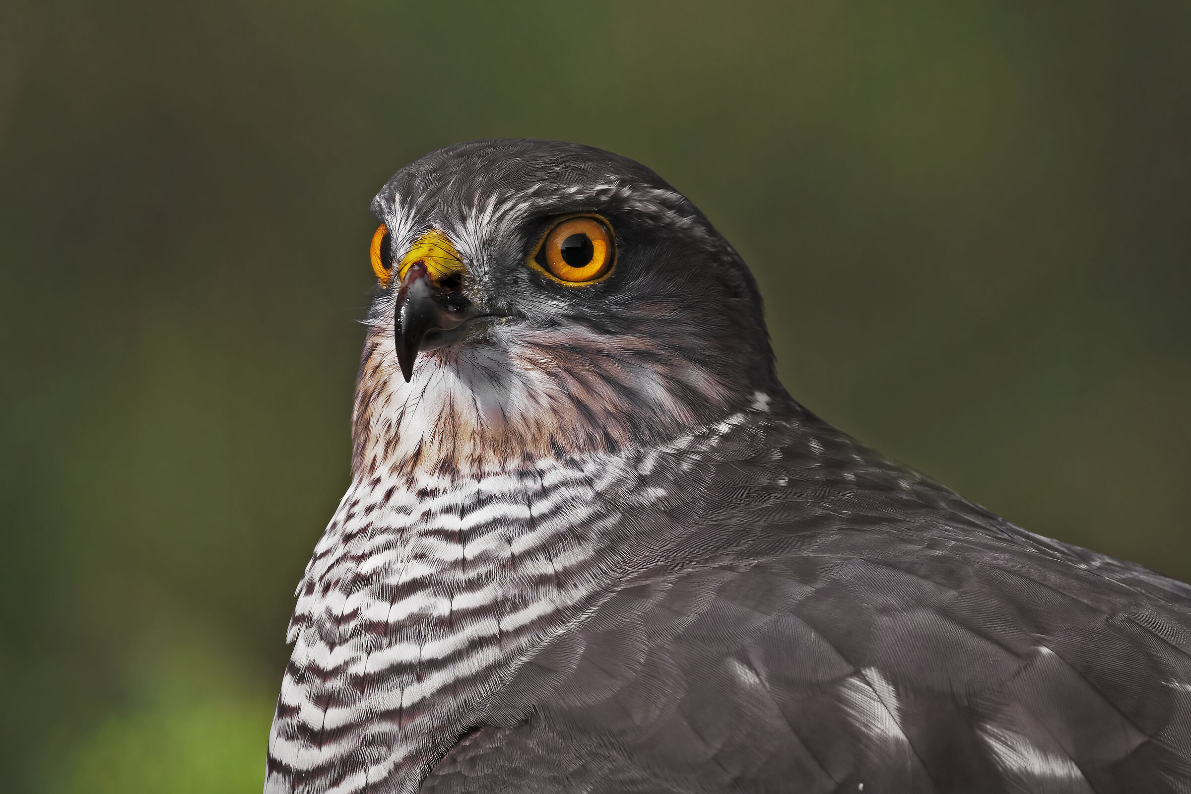 Sparrowhawk portrait