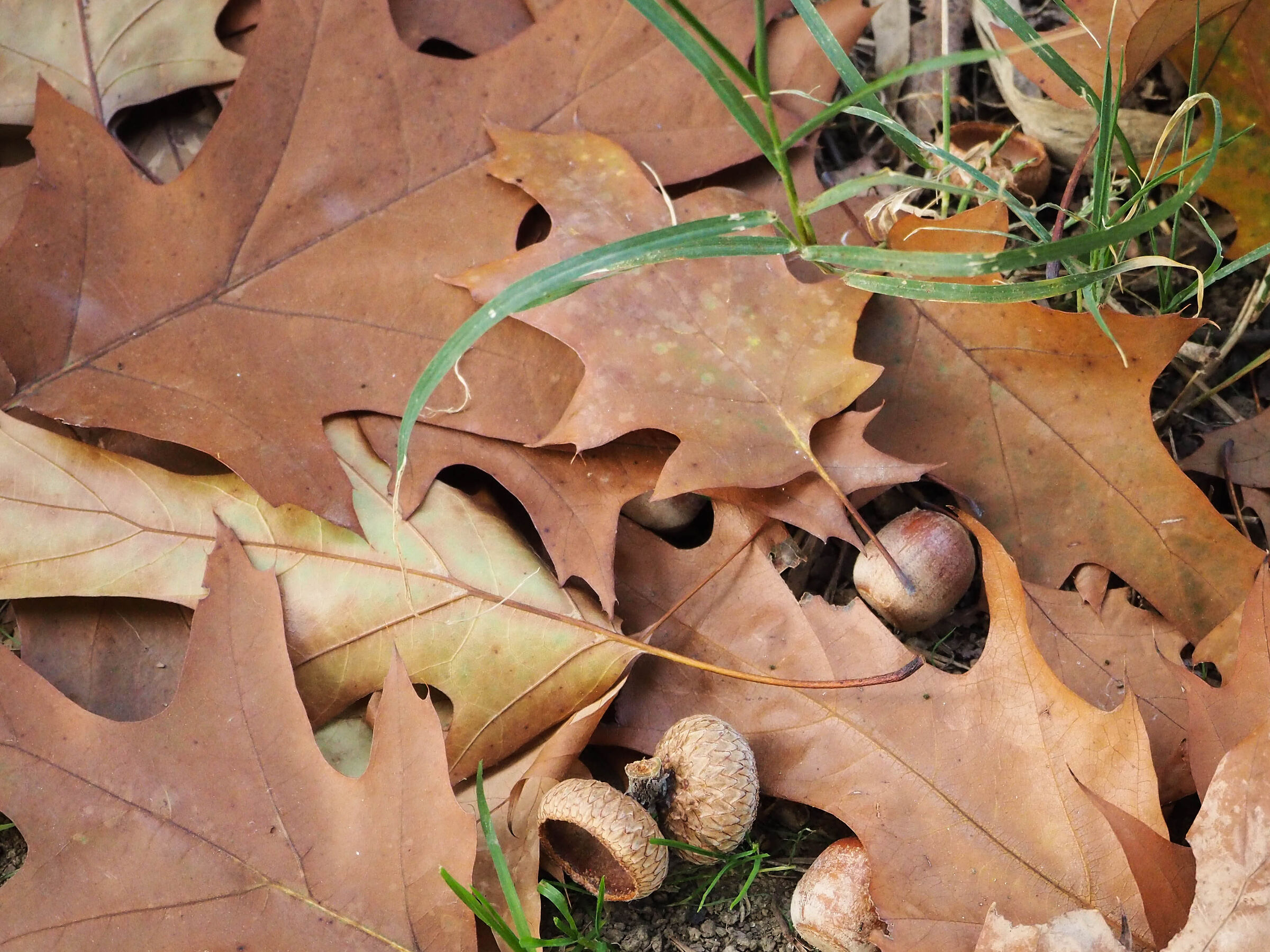 I colori dell'autunno