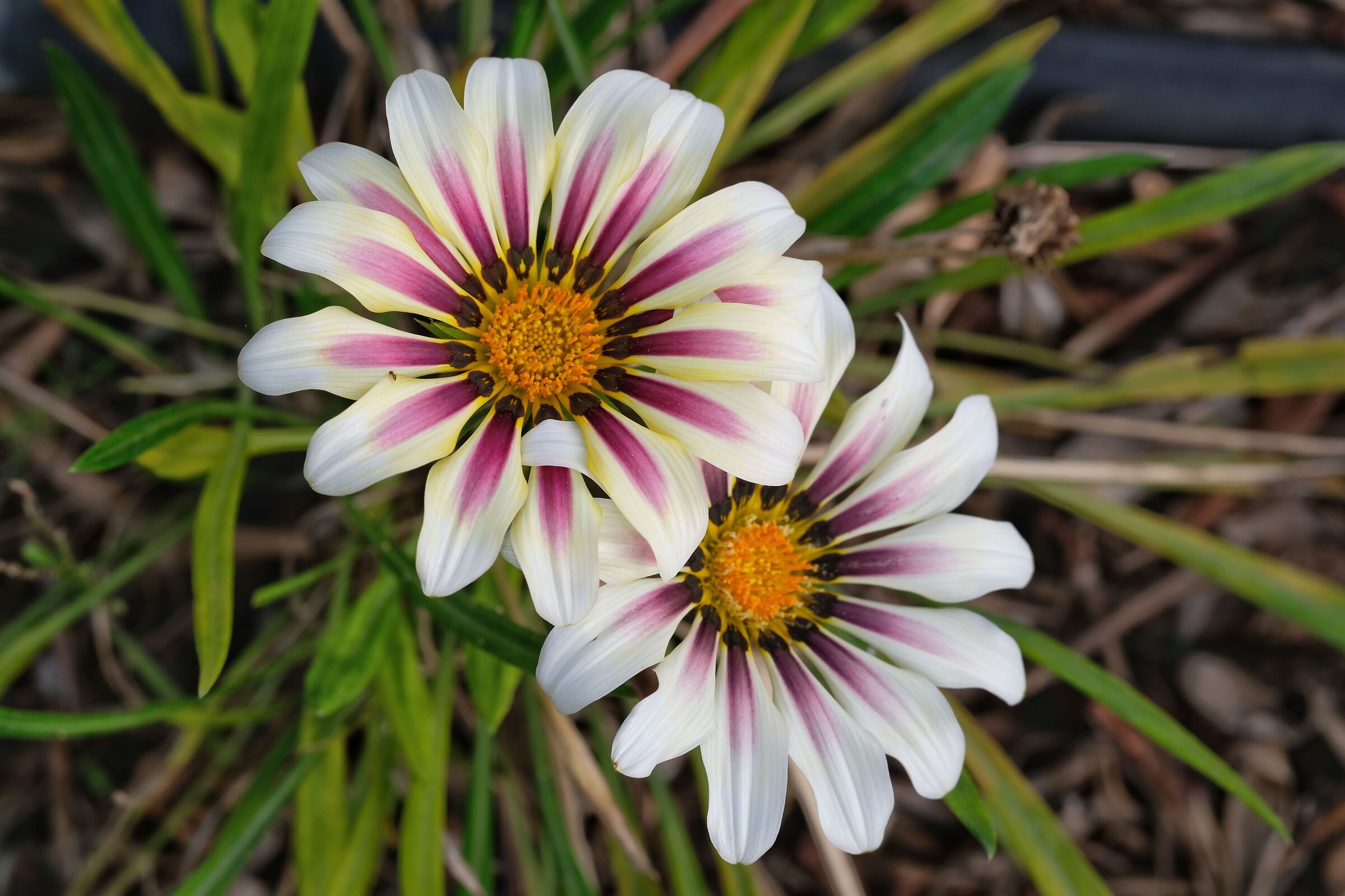Gazania
