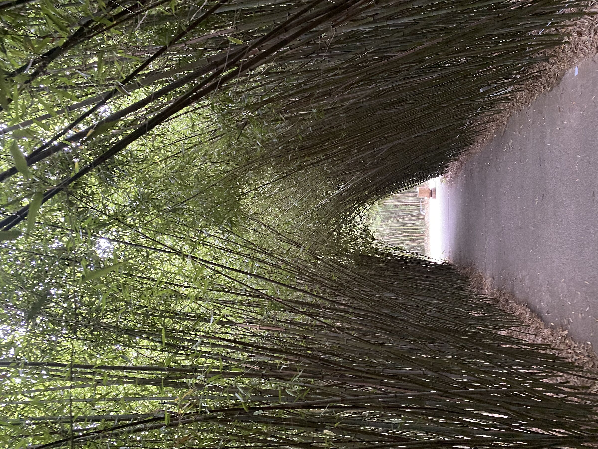 Bamboo Labyrinth