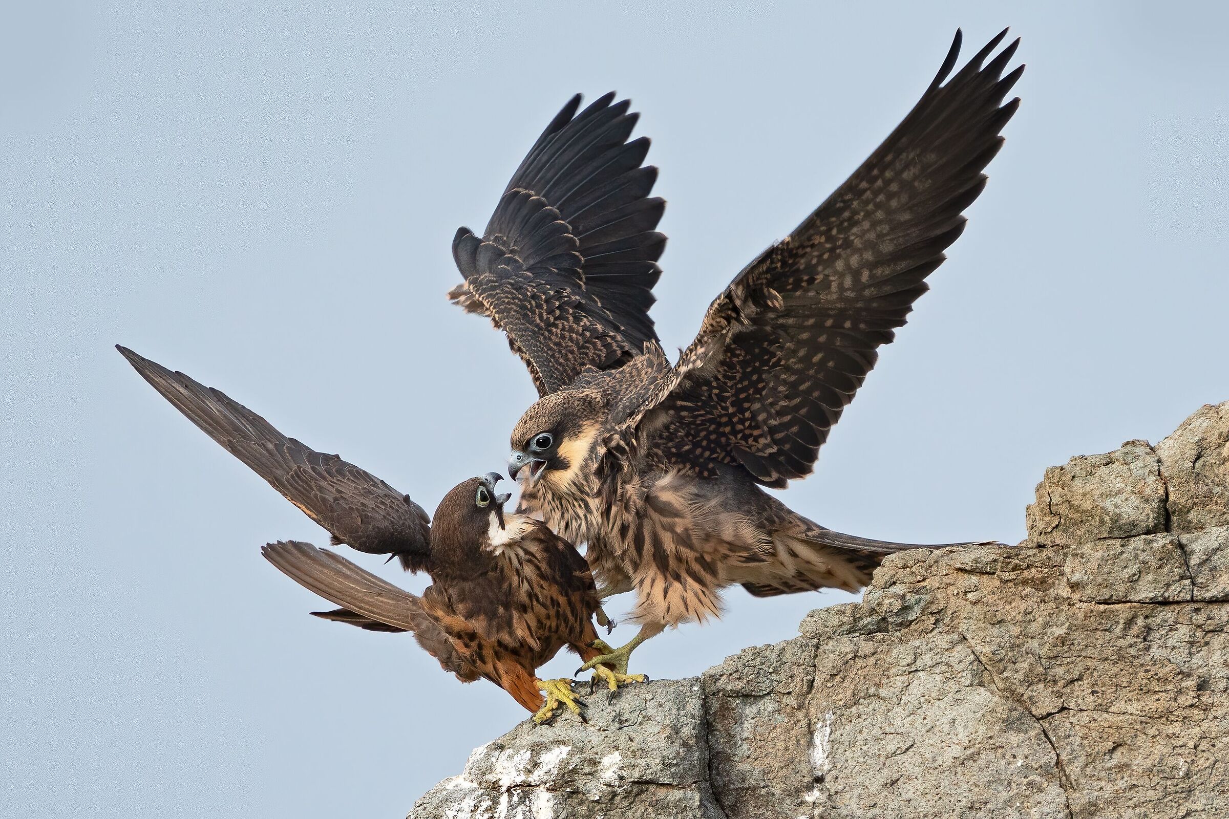 Falco della regina