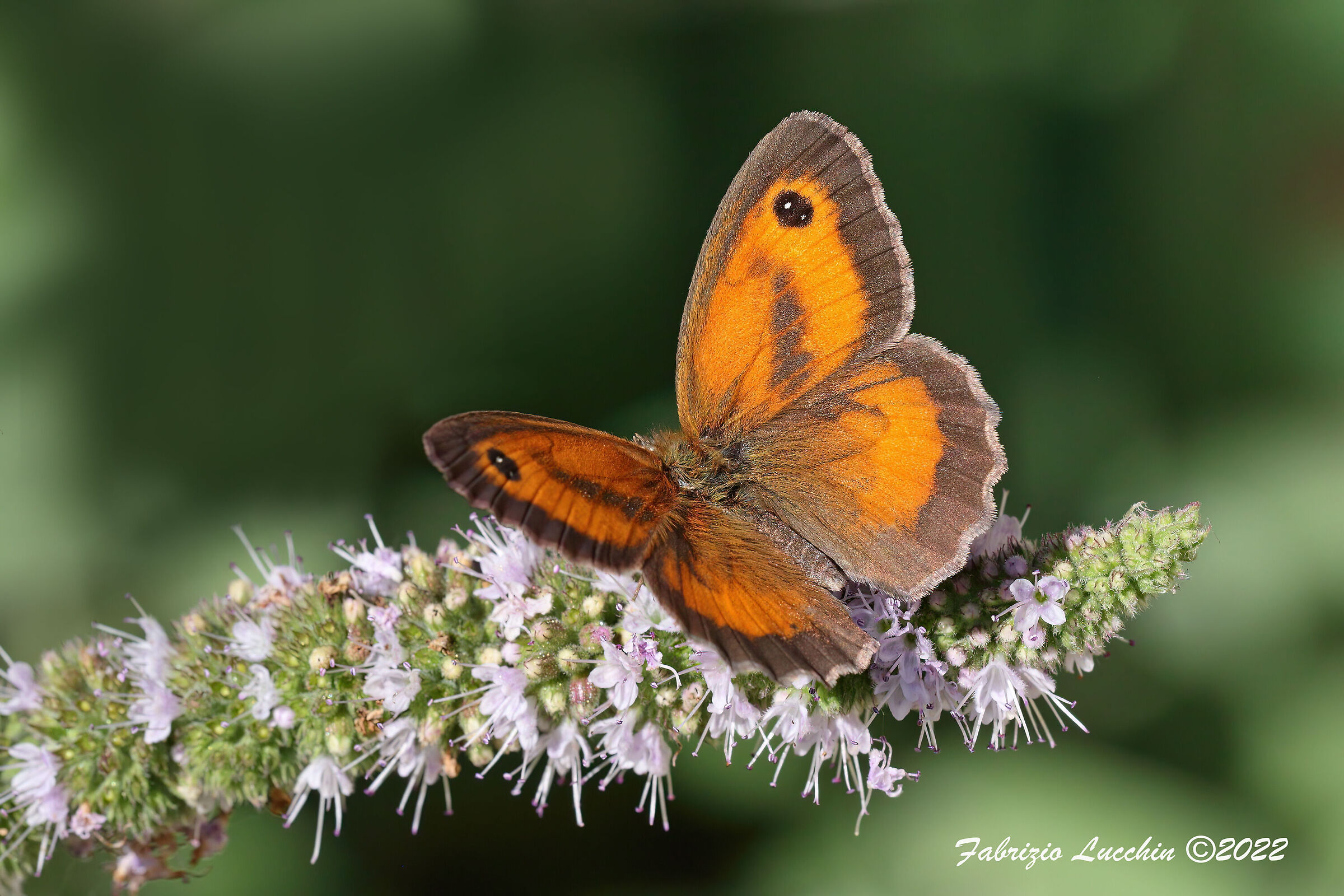 Pyronia tithonus (male example)