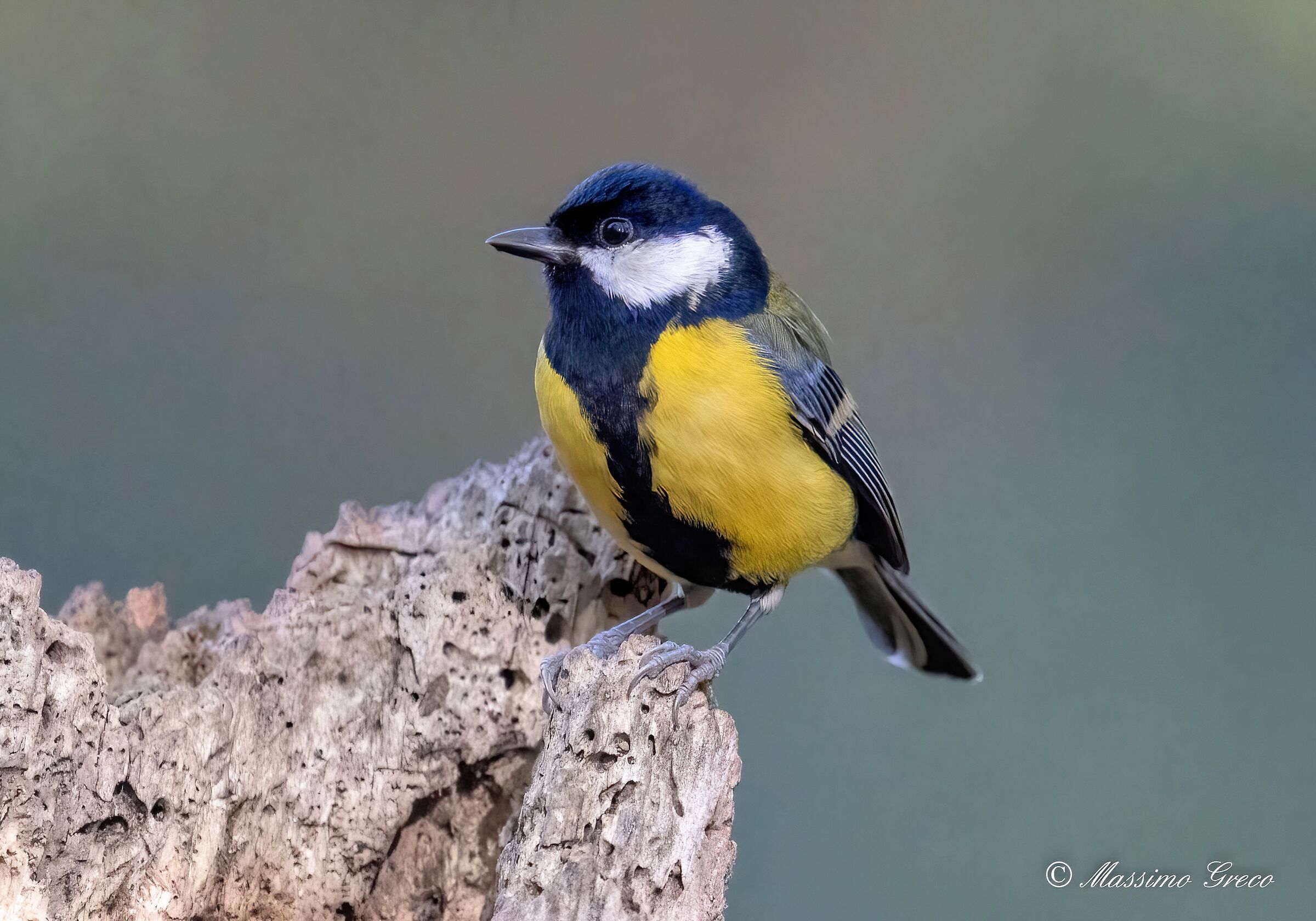 Cinciallegra (Parus major)