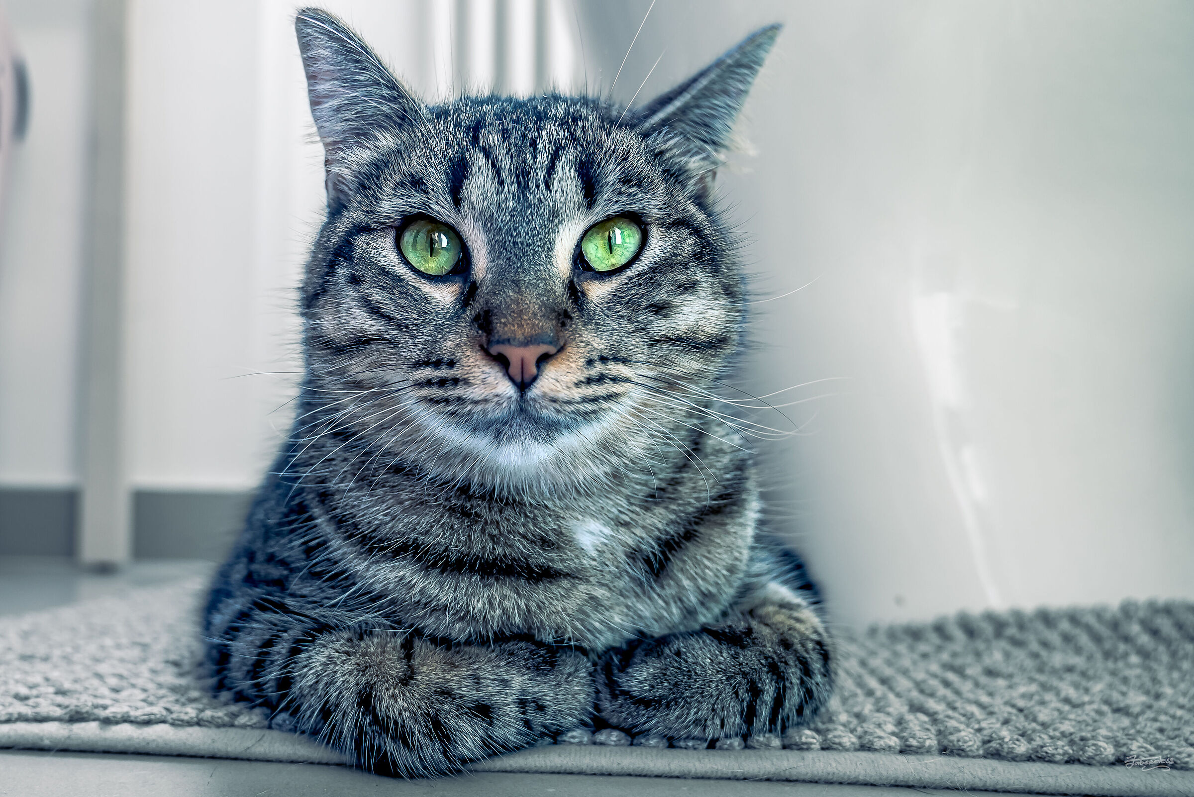 Ipnogatto
