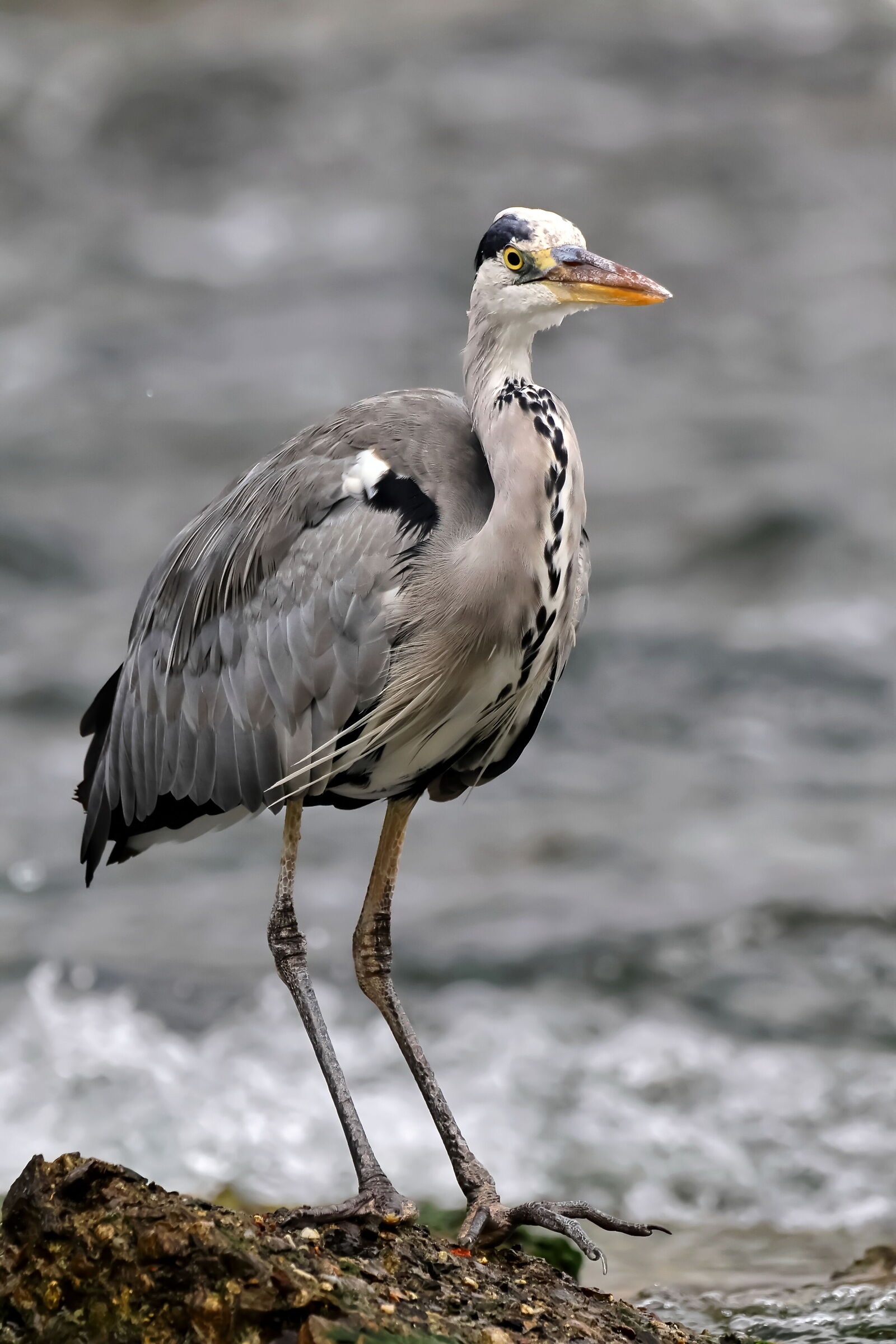 Grey heron