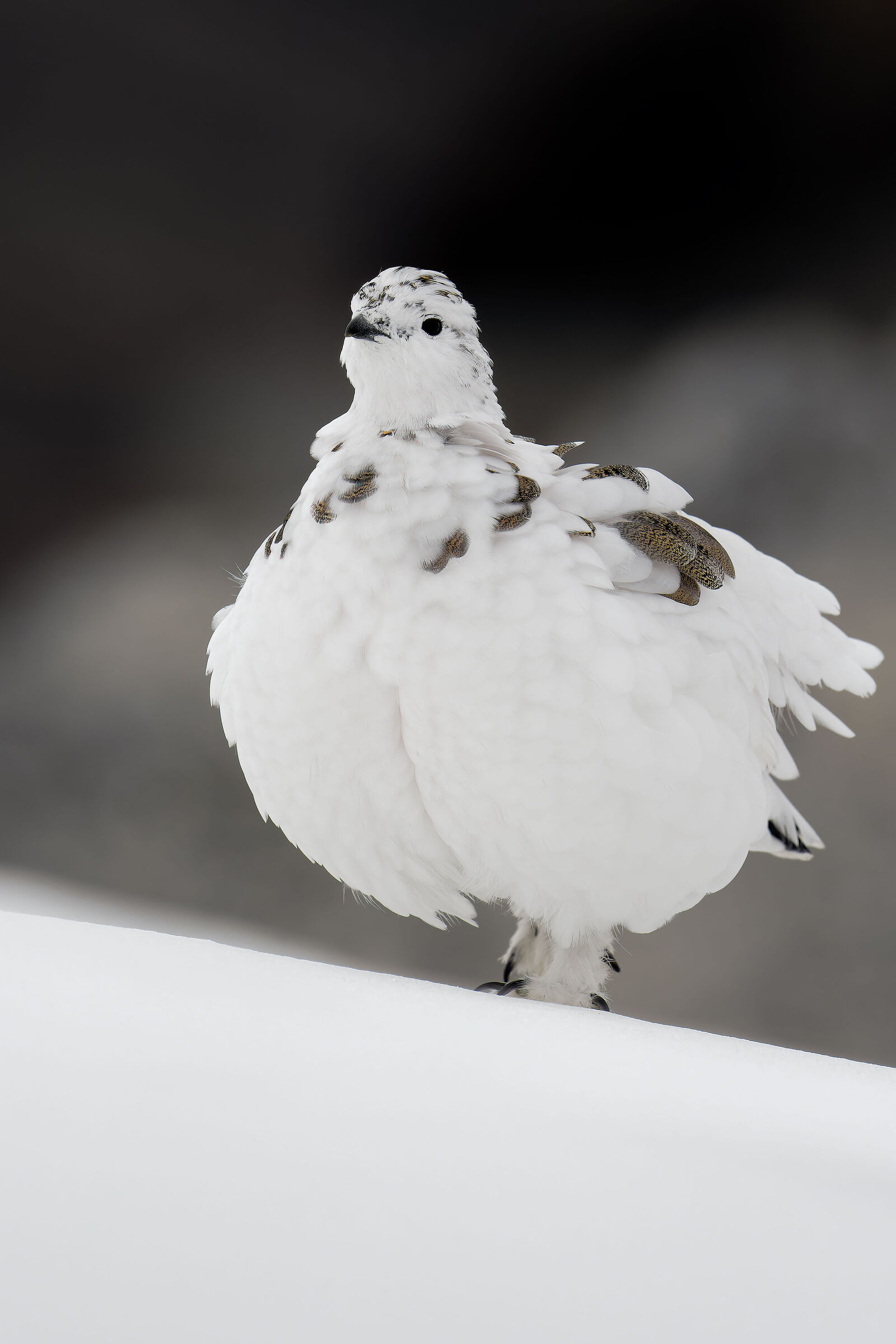Ptarmigan