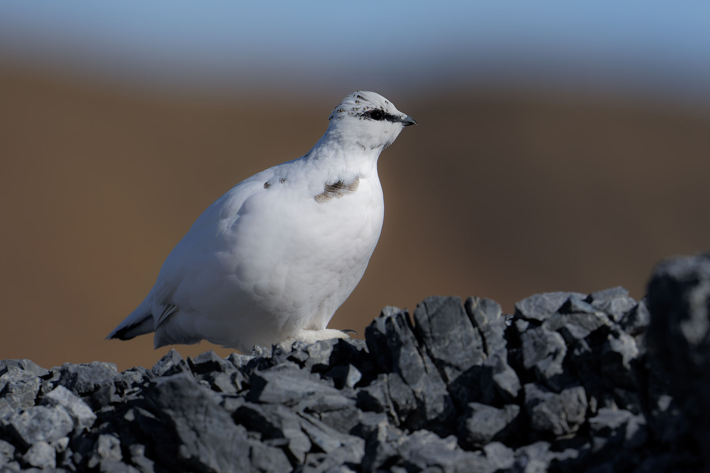 Ptarmigan