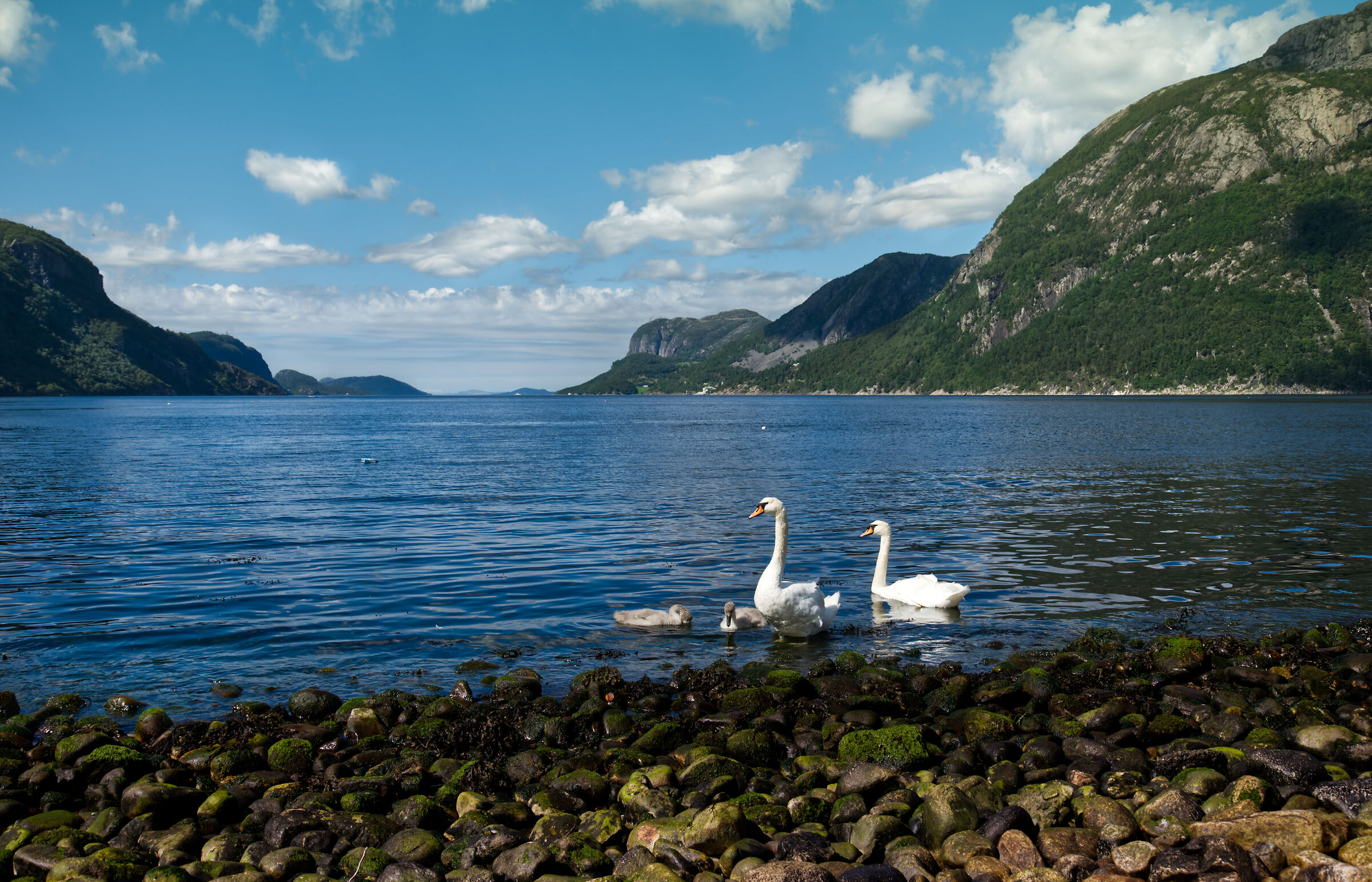 Famigliola di cigni al fiordo