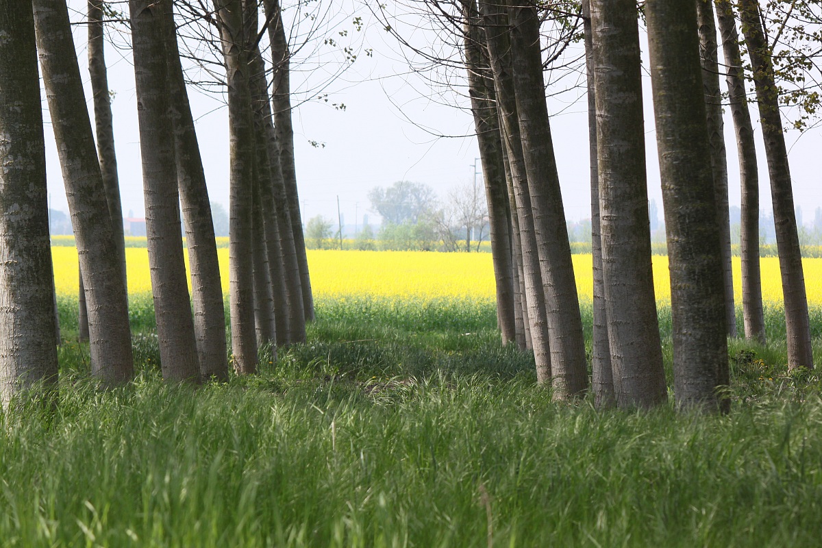 vista dal boschetto 2