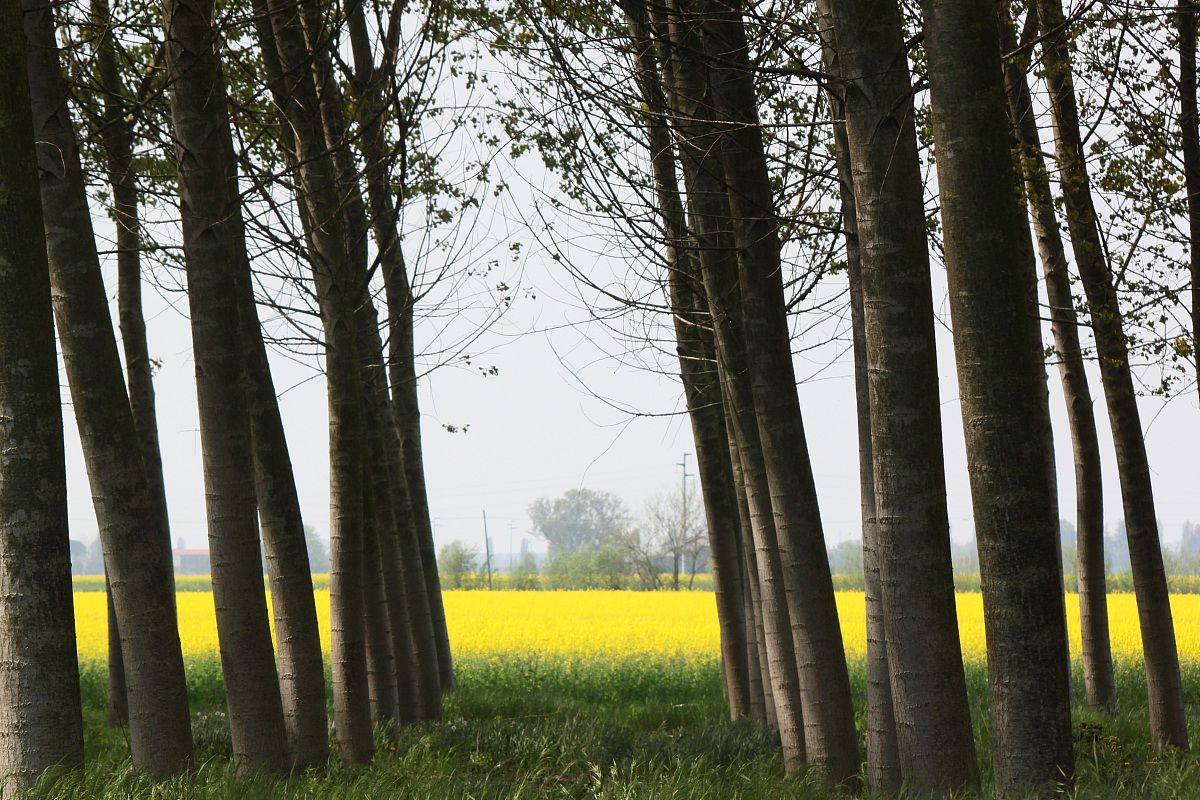 vista dal boschetto 3