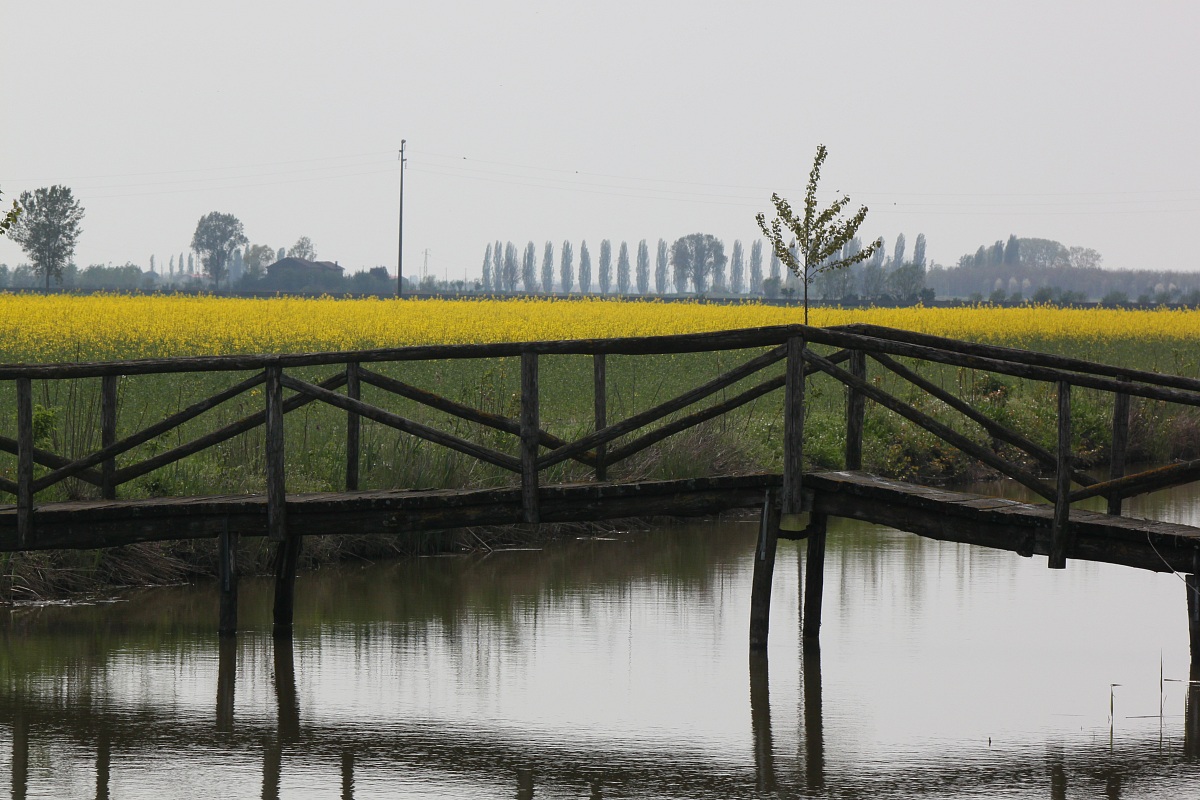 ponte in colza