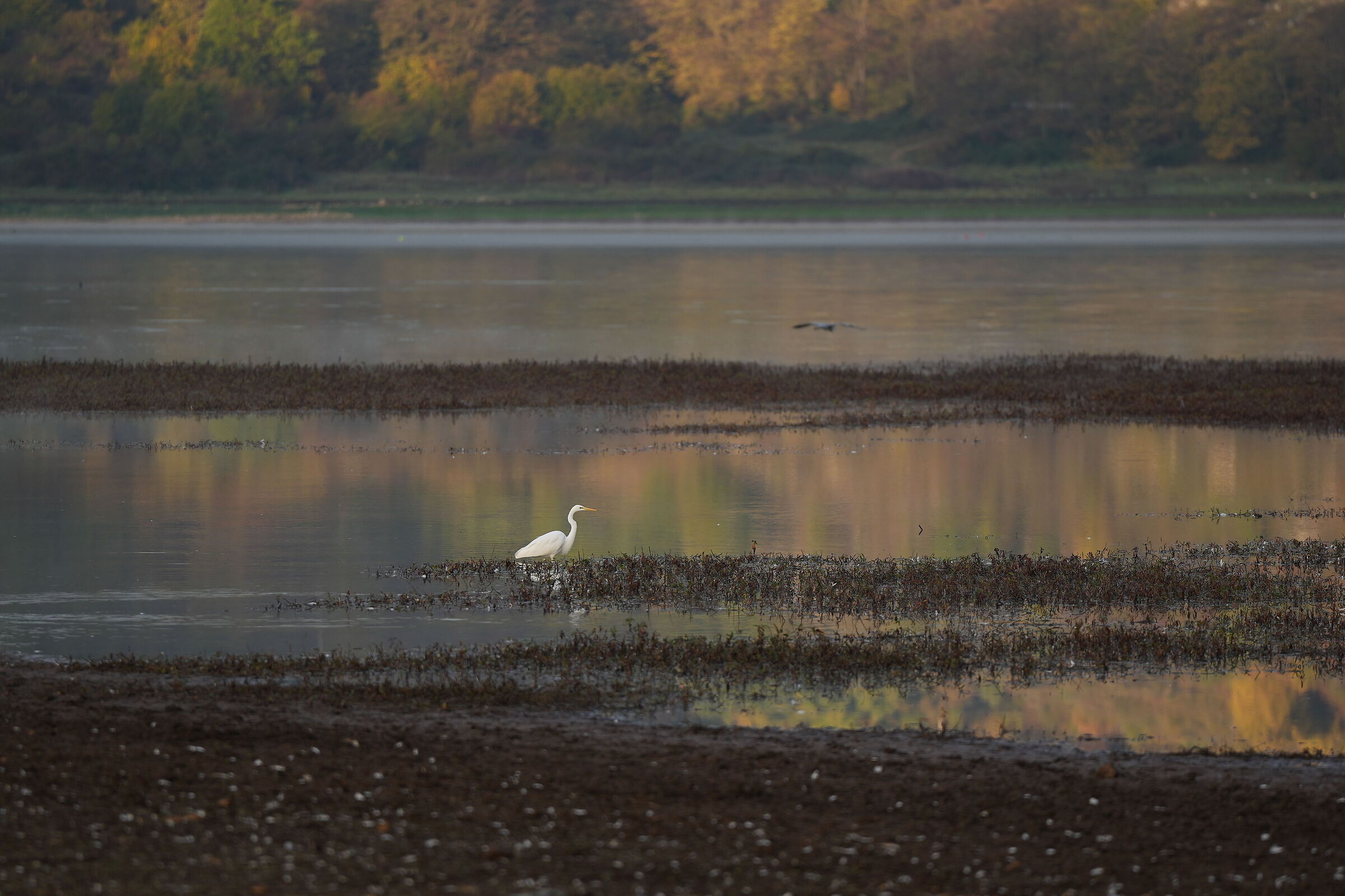 heron