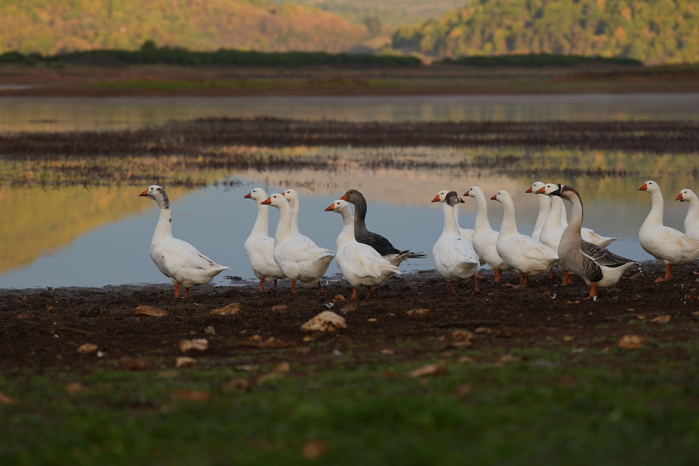 Ladies Goose