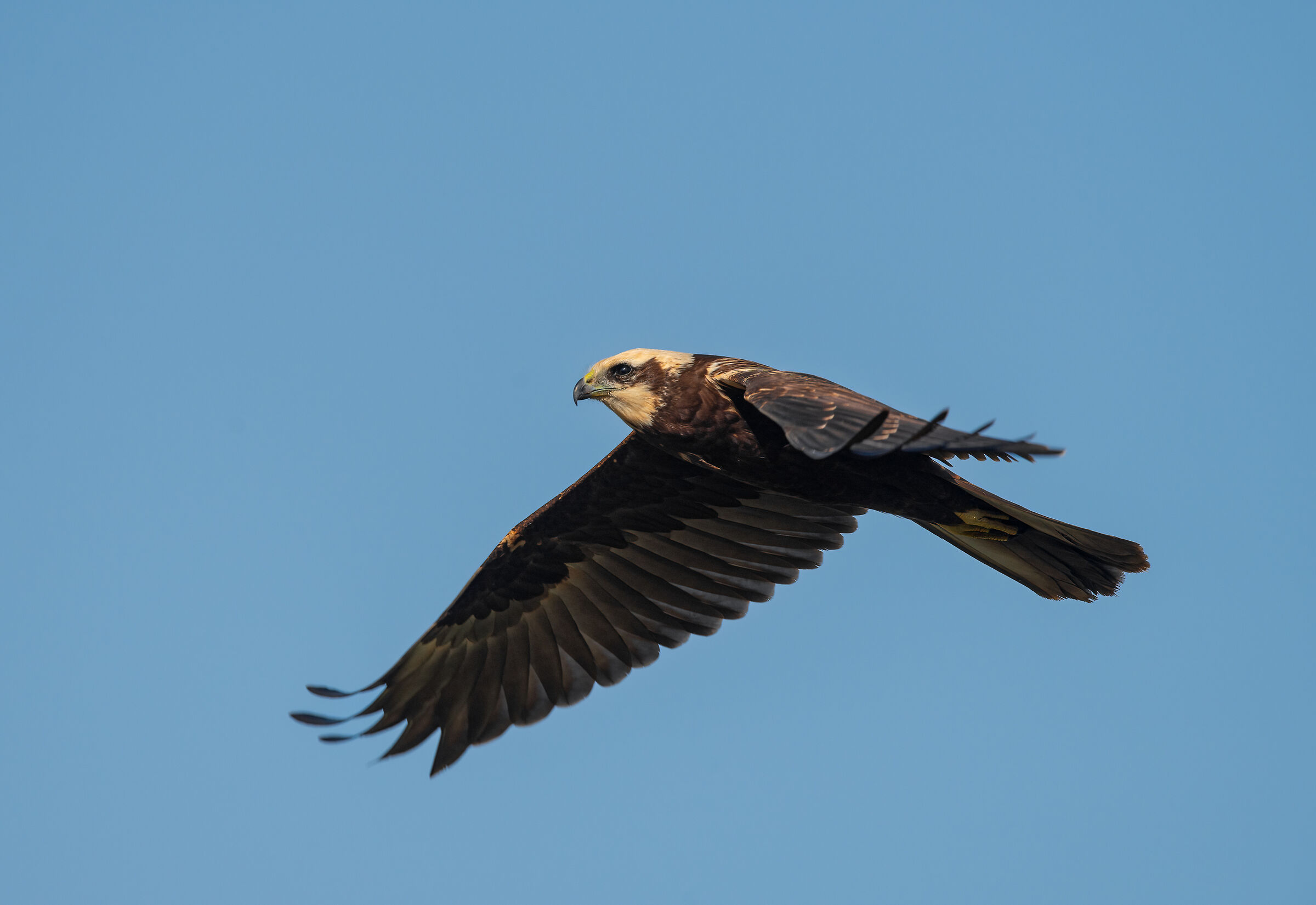 Marsh harrier (F)