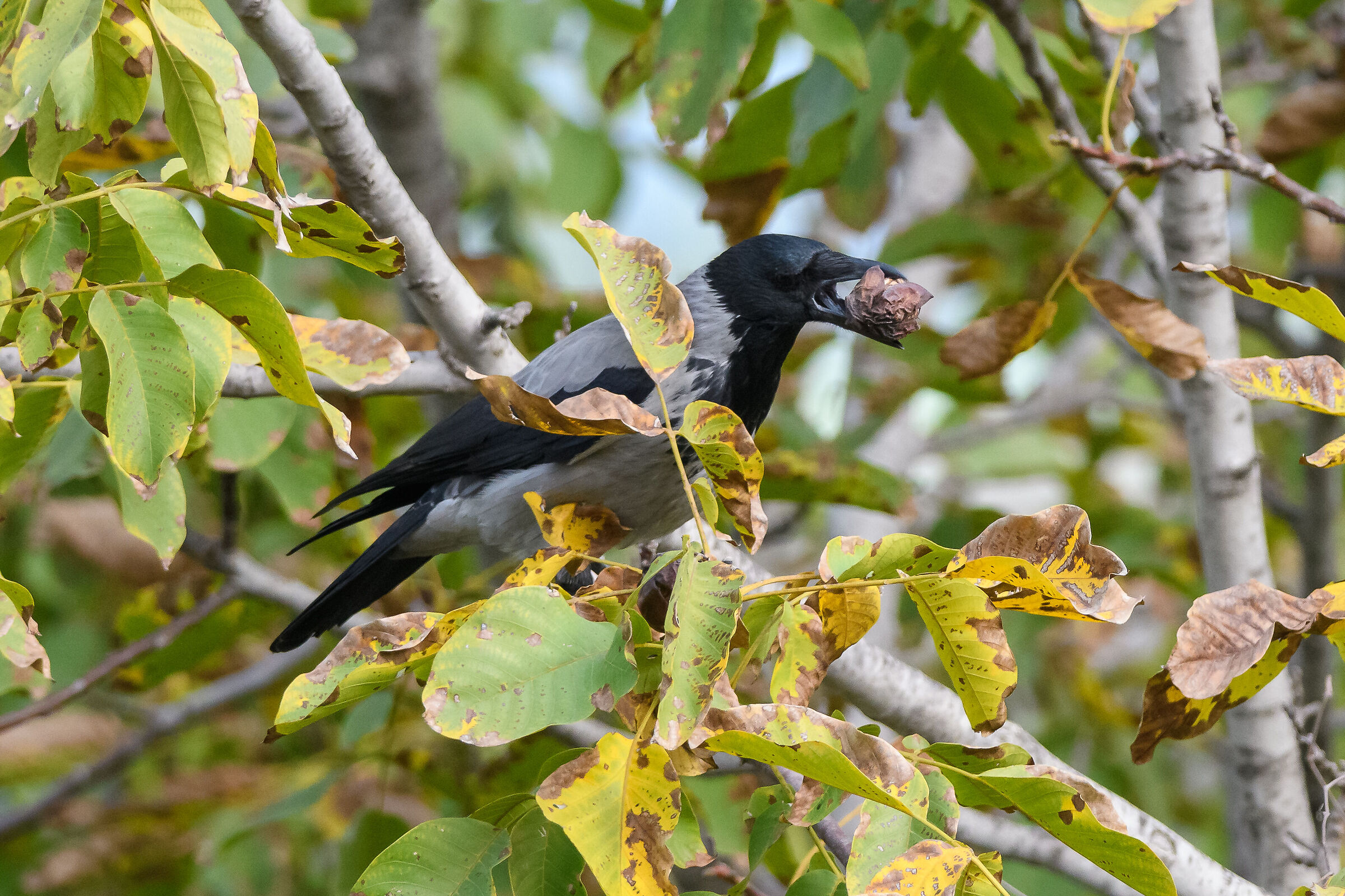 Crow