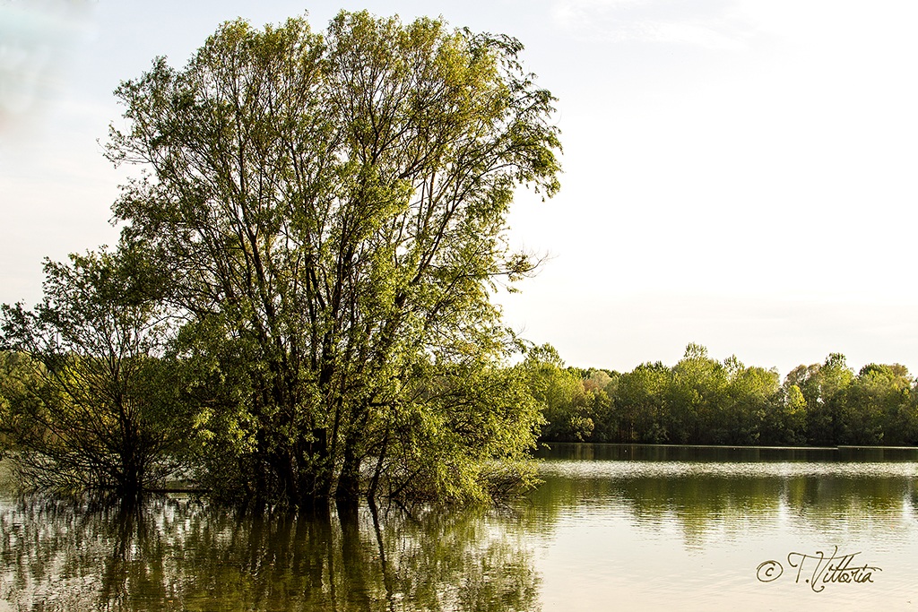 on the bank of the river Po
