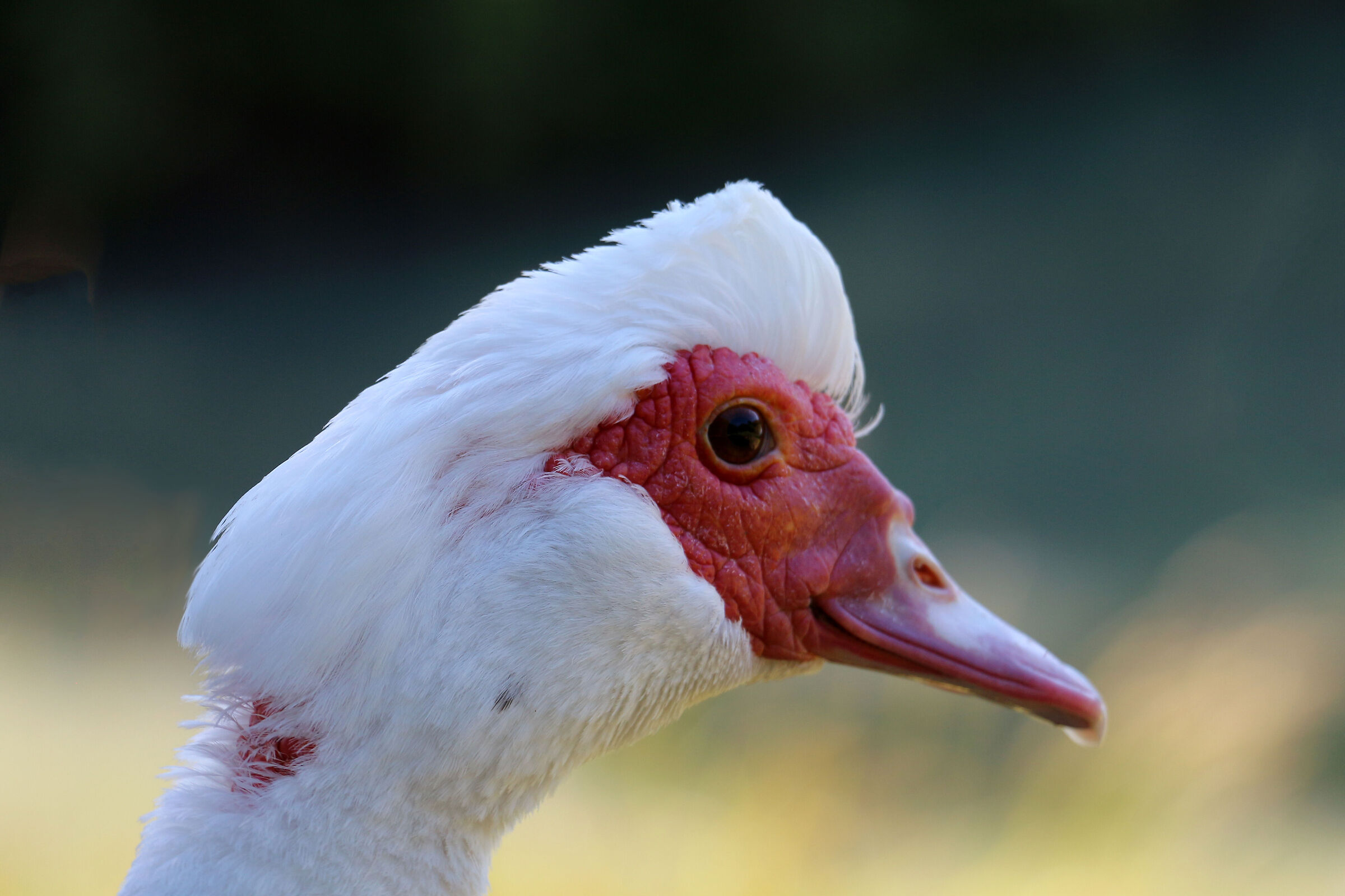 She. Goose red nose.