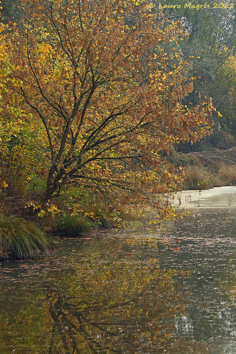 Riflessi autunnali