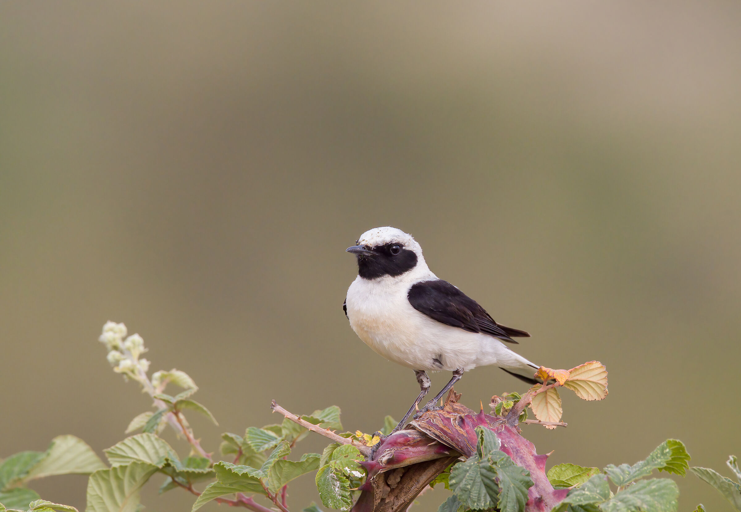 Monachella (Oenanthe Hispanica)