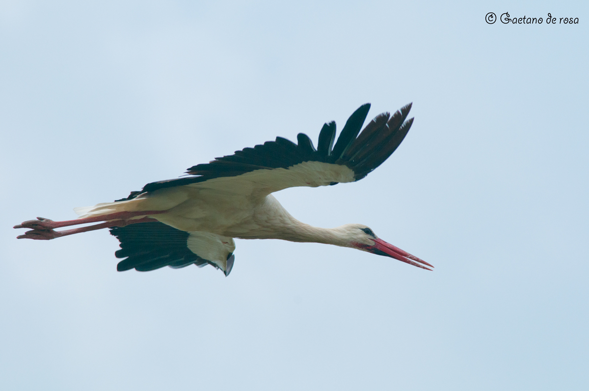 Stork