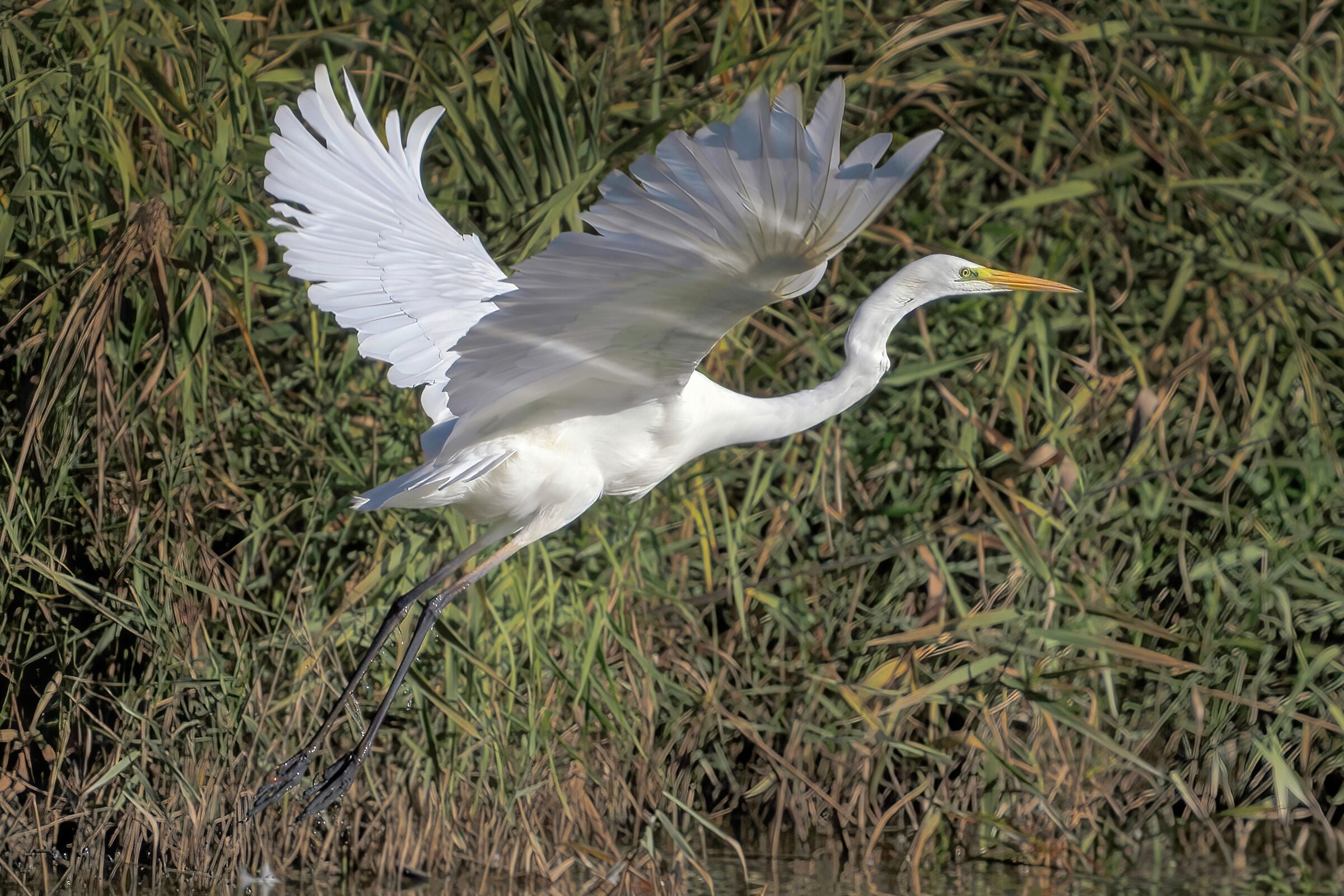 Great white heron (Casmerodius albus)