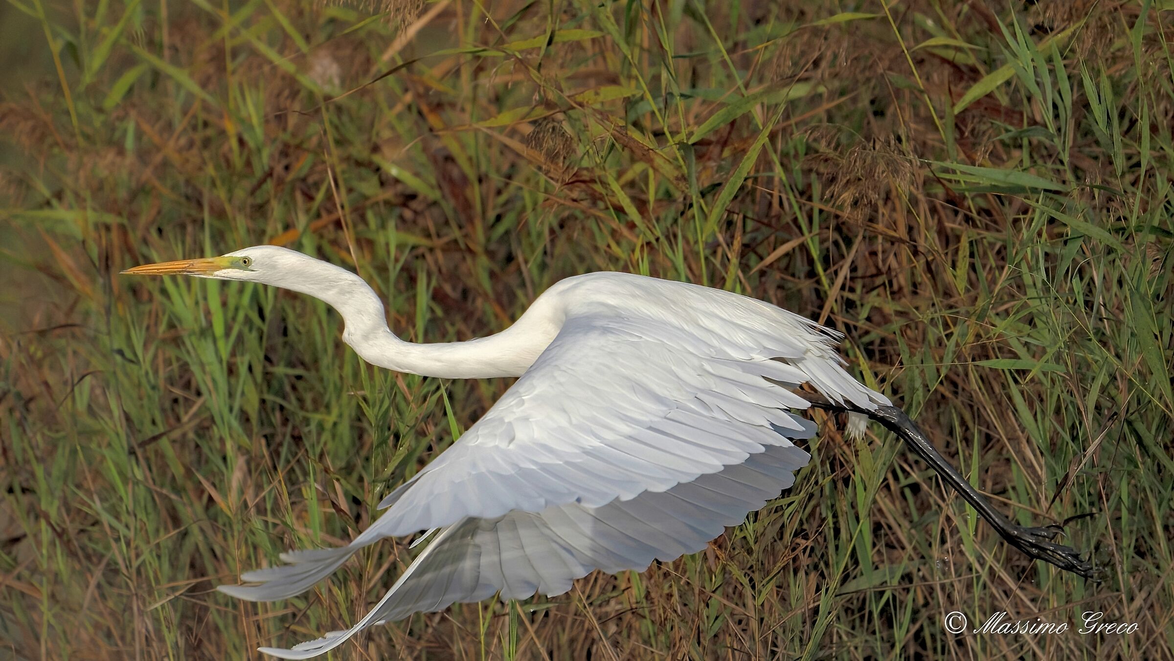 Great white heron (Casmerodius albus)