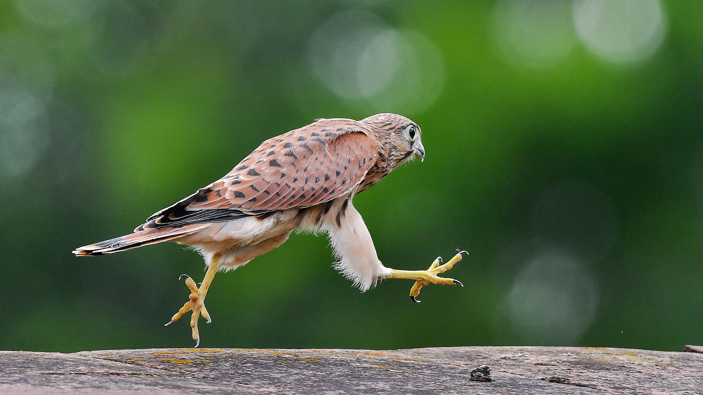 Walk on the wall. Young kestrel!!