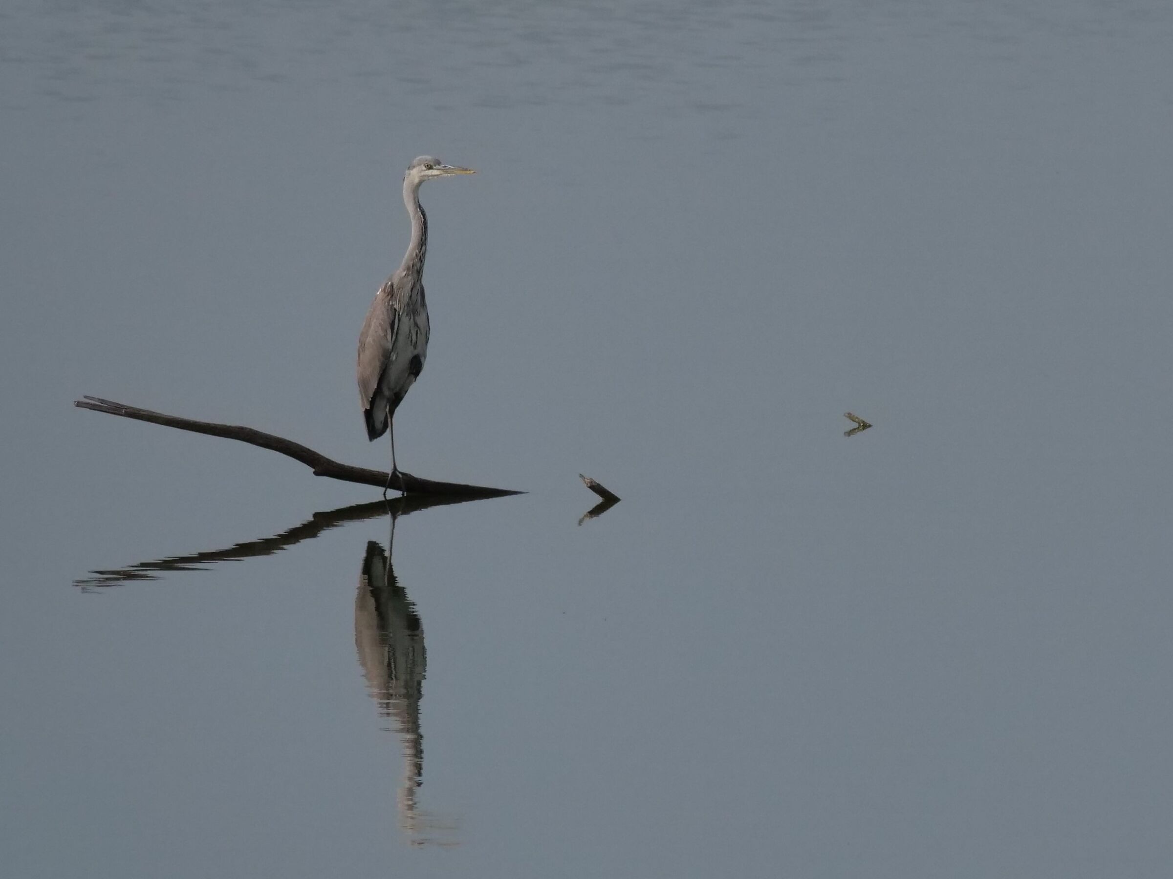 Grey heron