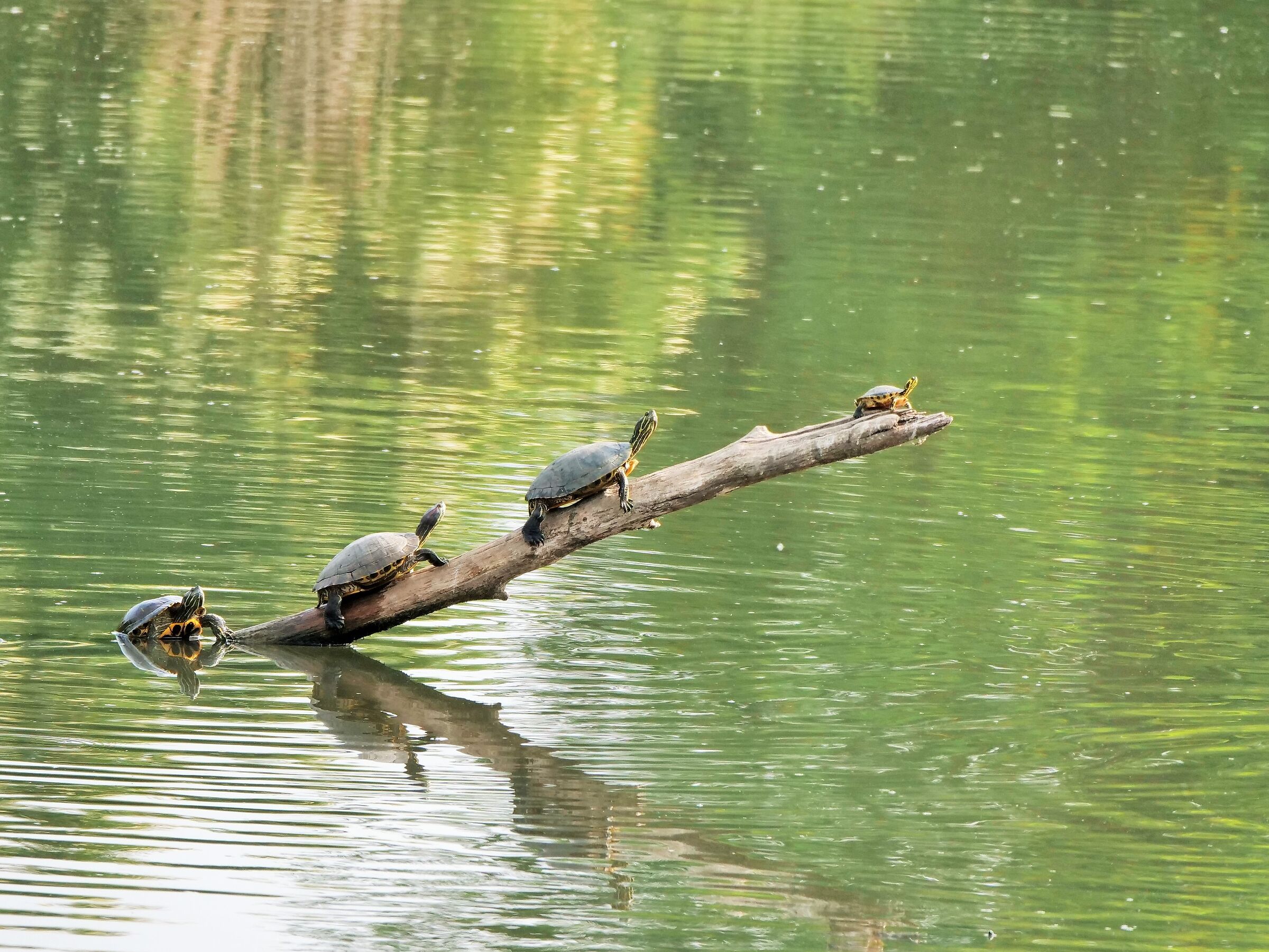 Dai piccola, buttati! Tartaruga (Podocnemis unifilis)