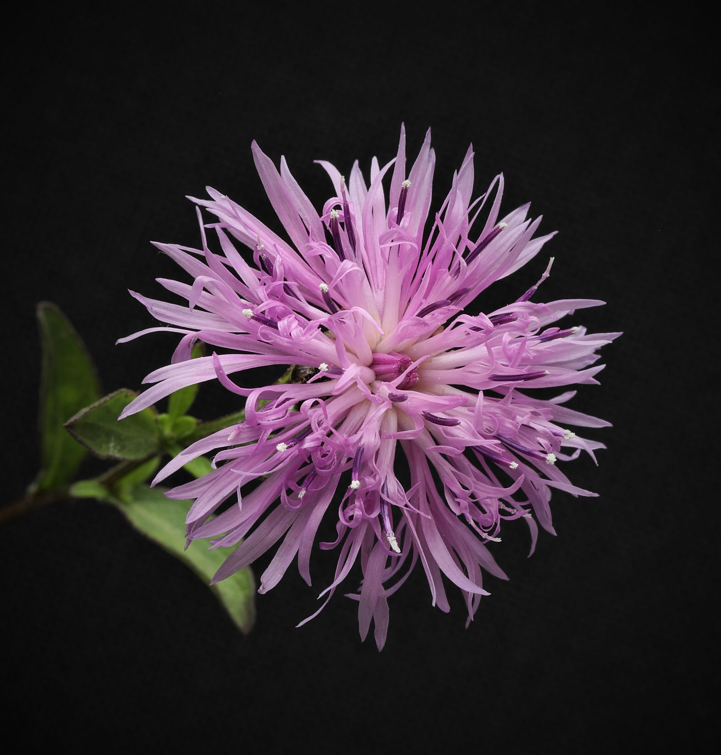 Centaurea jacea