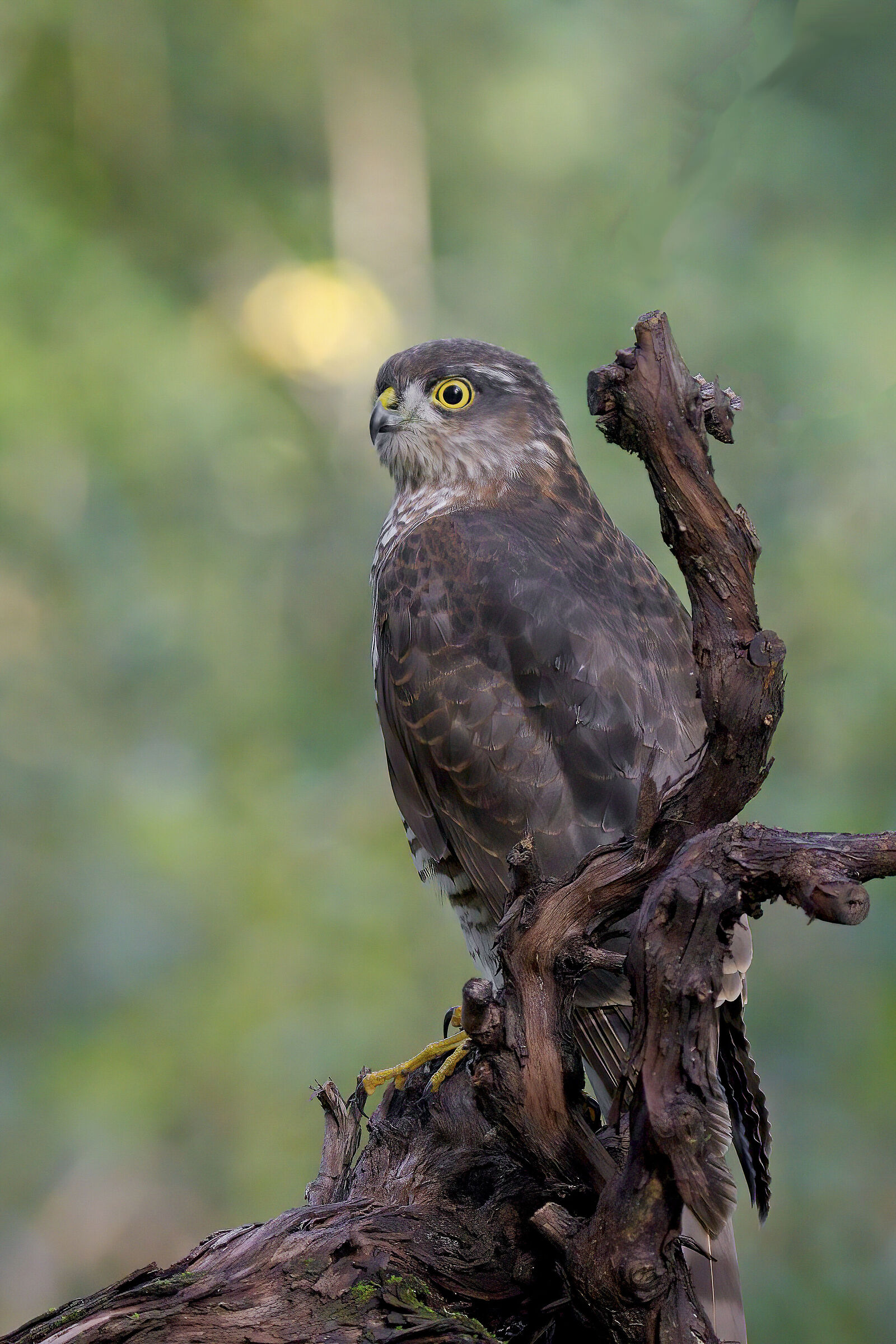 Sparrowhawk on the vine