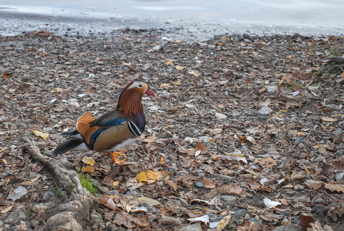 Mandarin duck