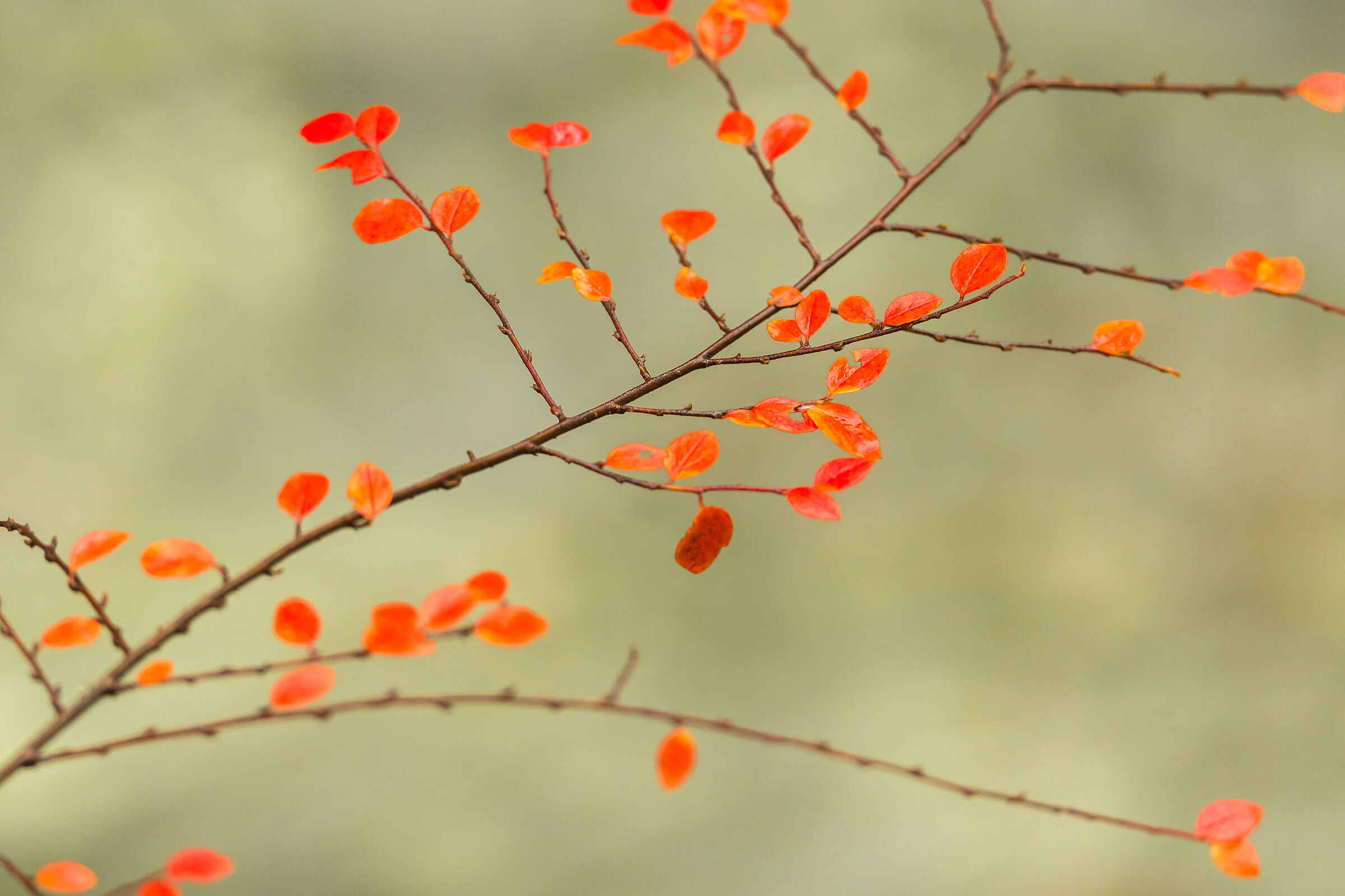 autumn