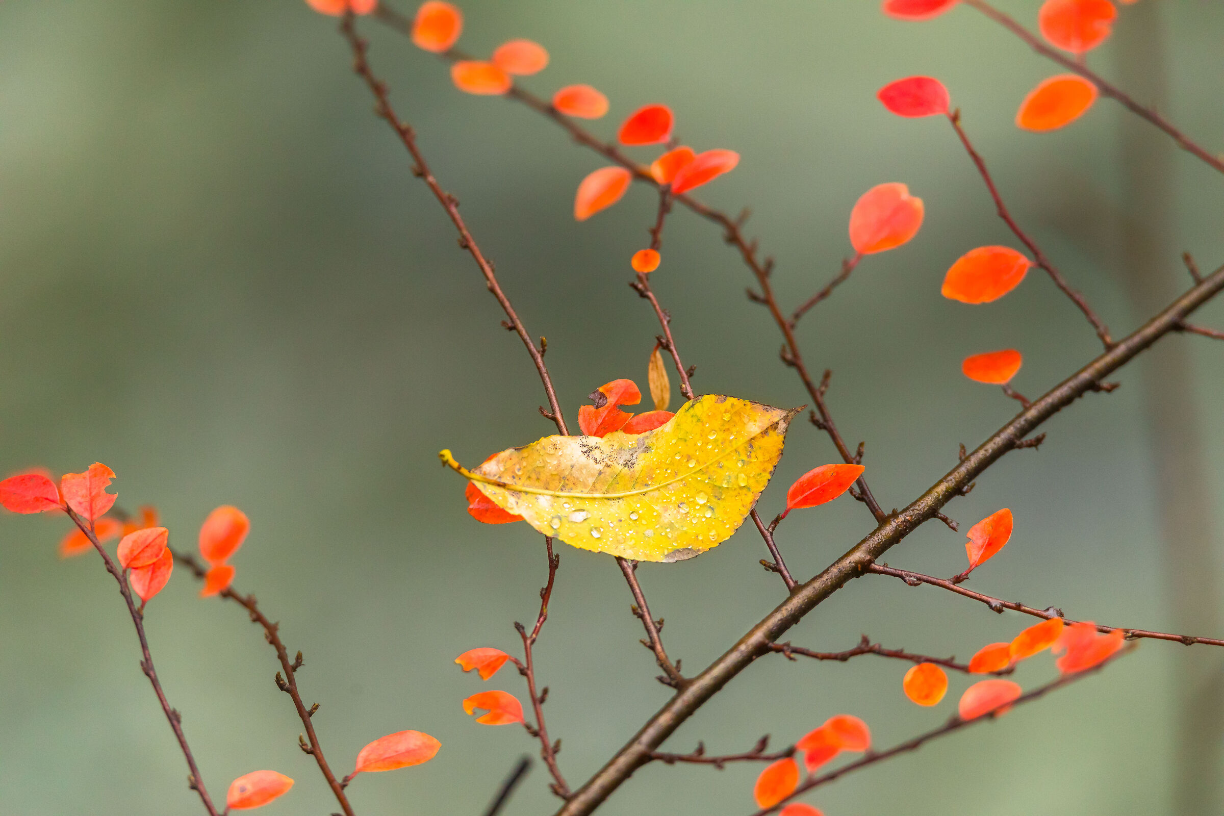 autumn