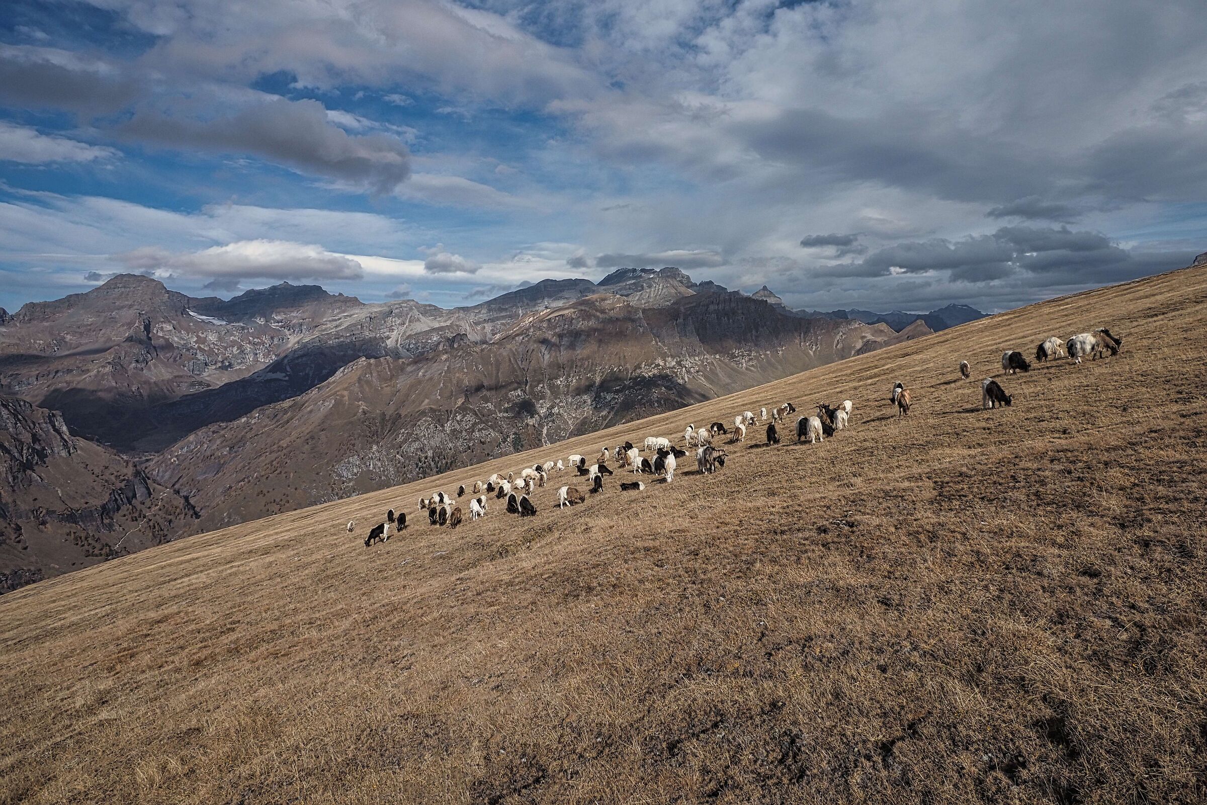 Goats on the Teggiolo